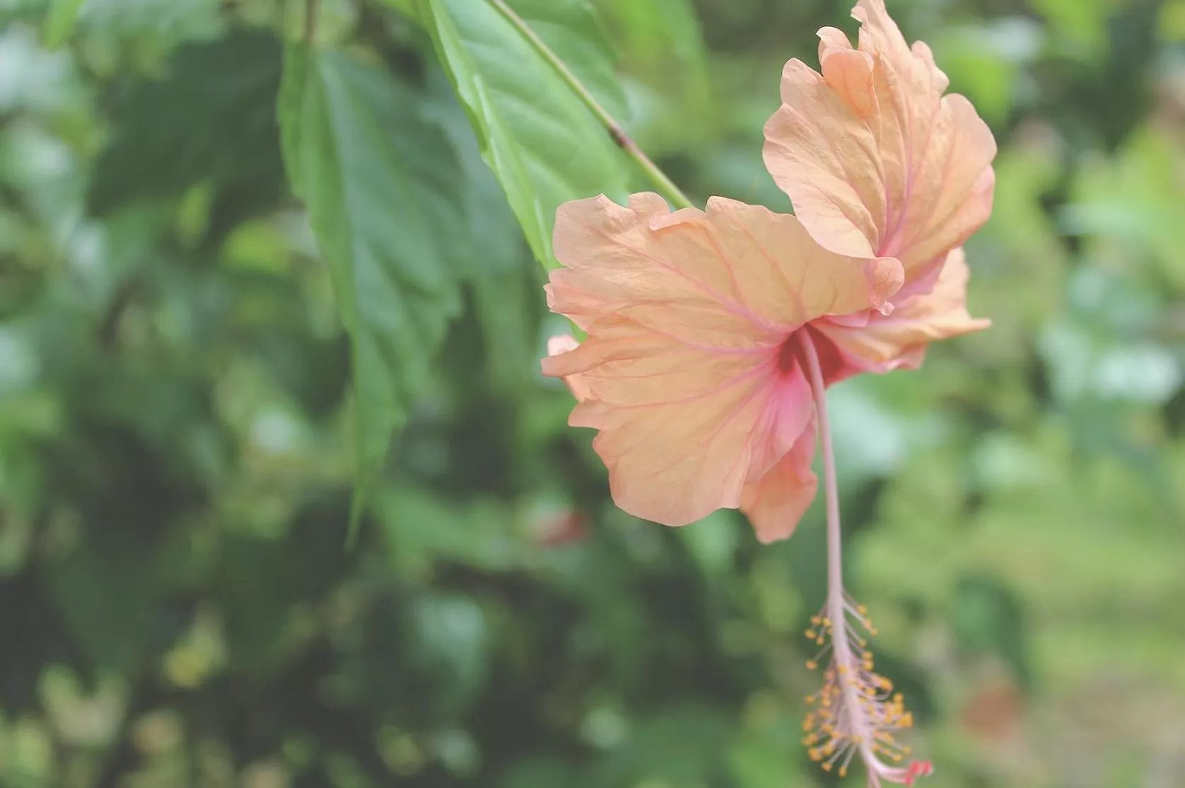 Garden in Bird Island Bungalows