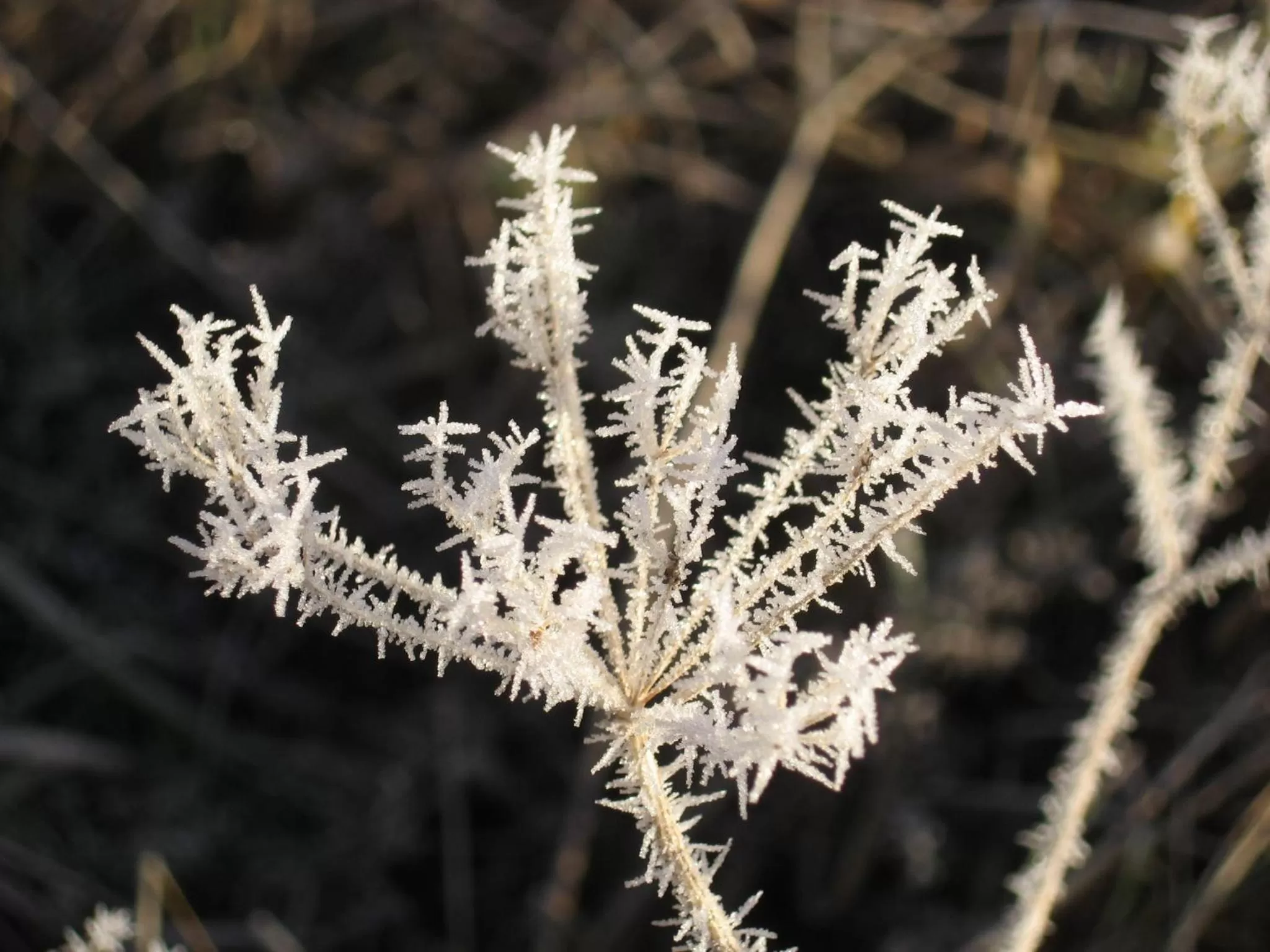 Winter in Unicare Røros Gjesteovernatting