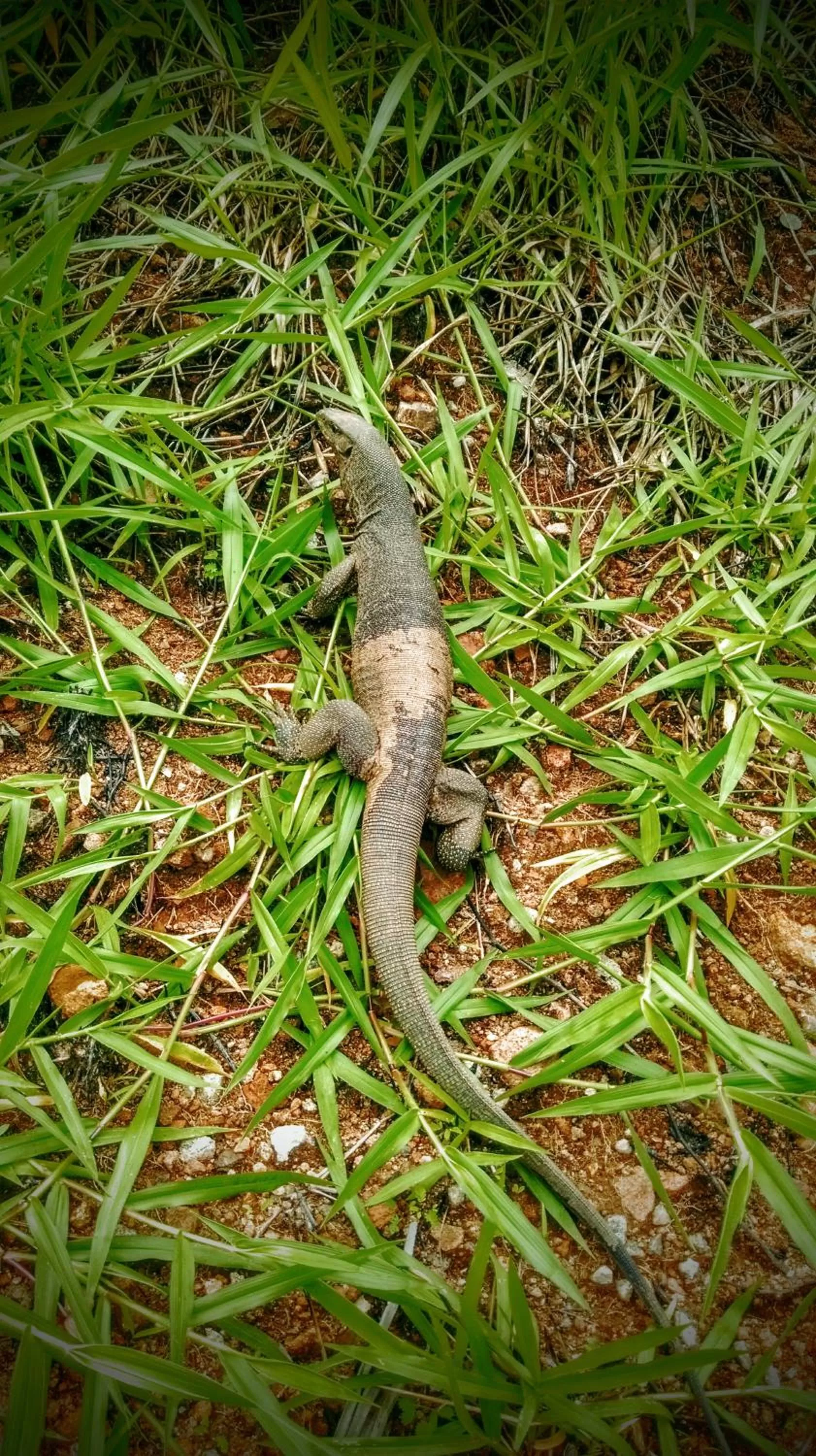Animals in Ice Age Cottage