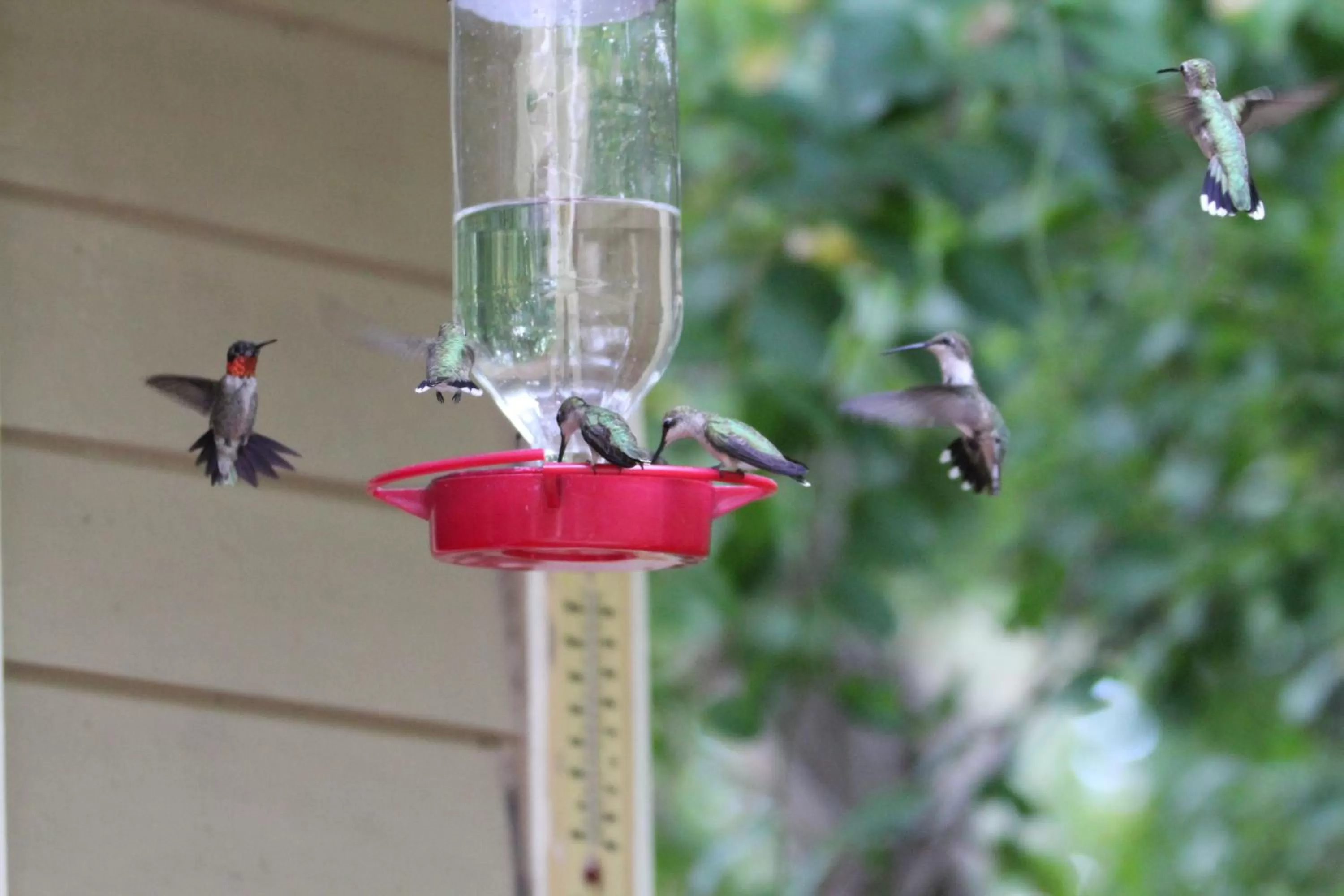 Animals in Heartstone Inn