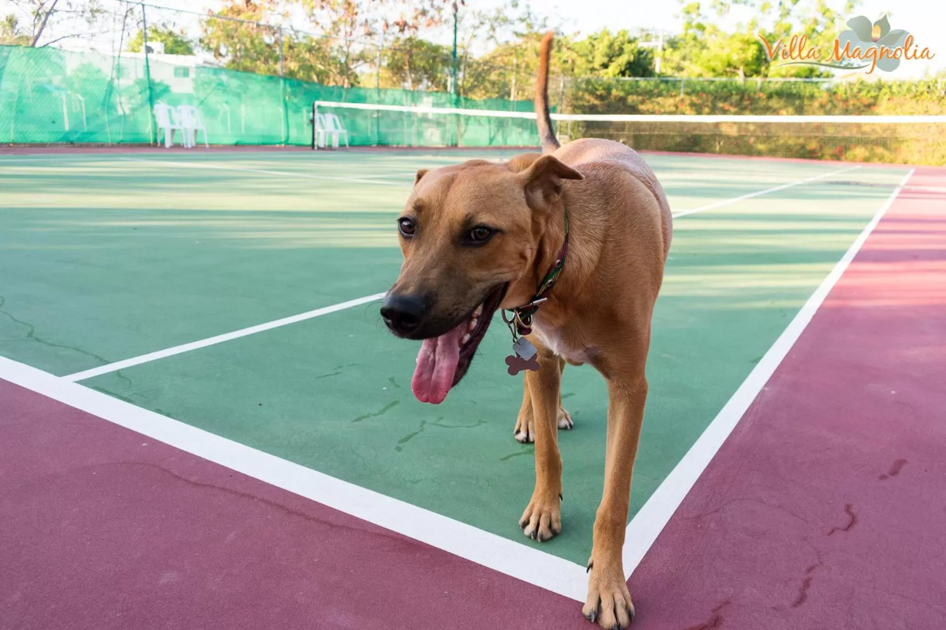 Pets in Casa Villa Magnolia B&B