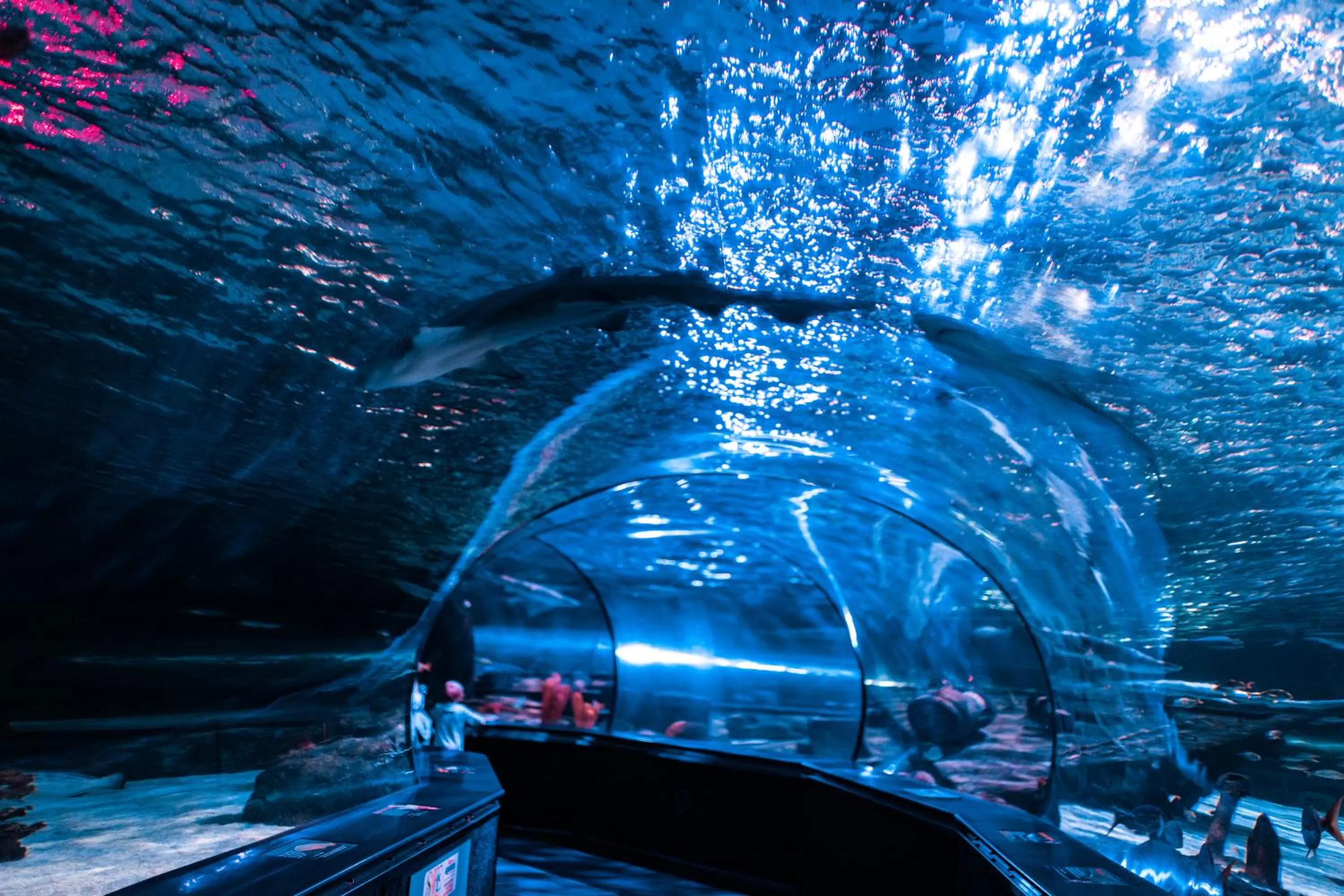 Activities in Sandcastle Oceanfront Resort South Beach