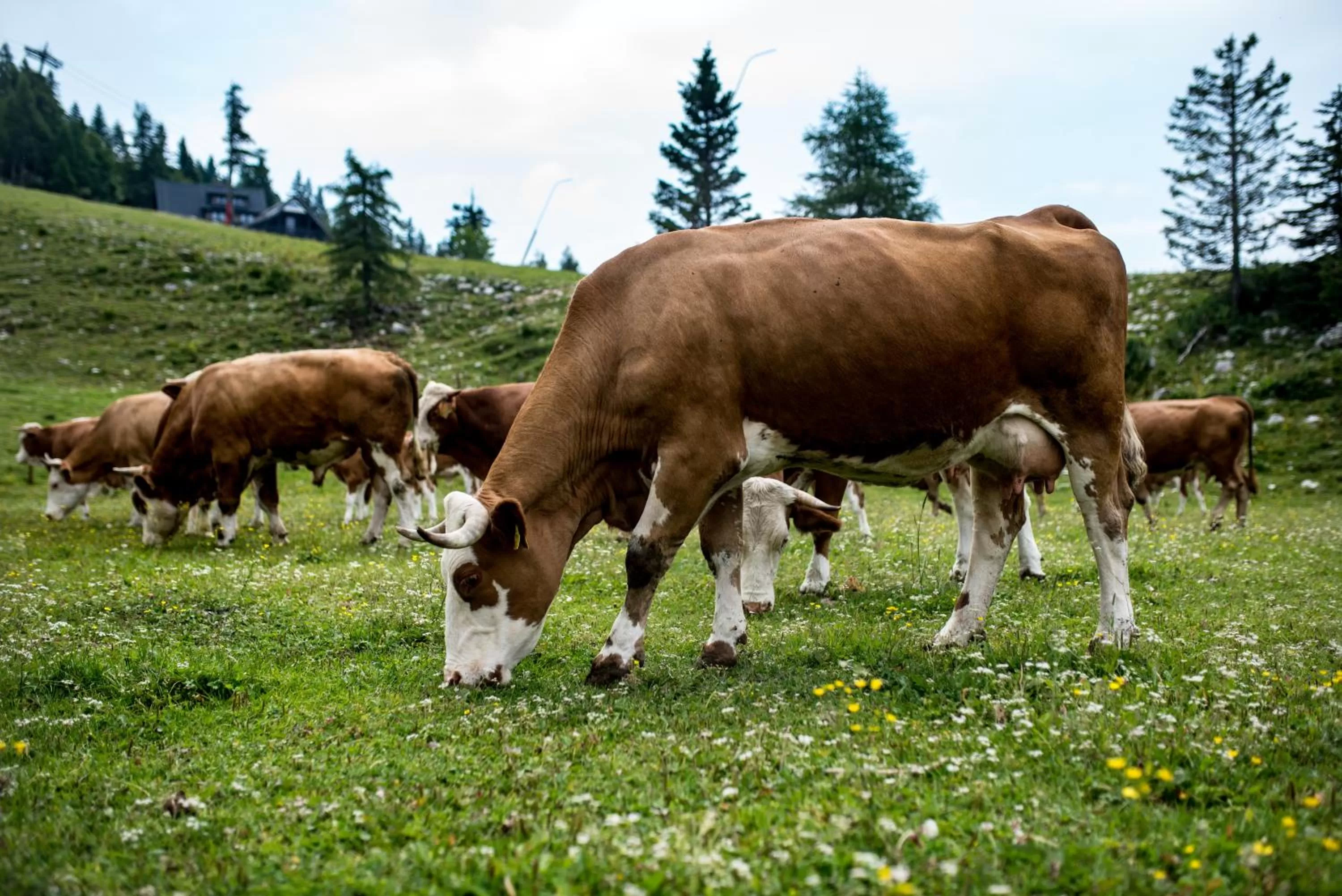 Other Animals in Tourist Farm Pr'Dovar