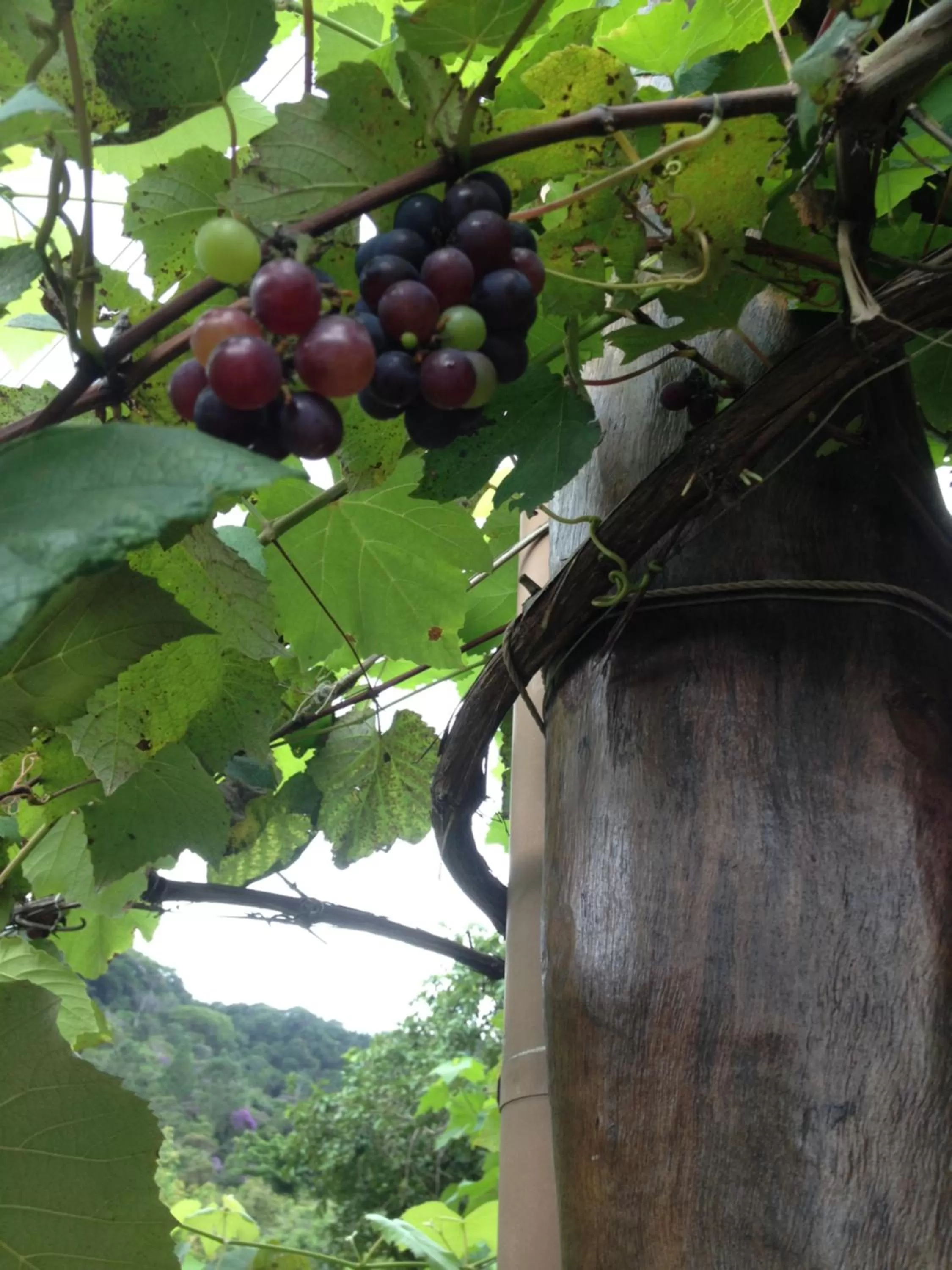 Garden in Pousada Capim Melado