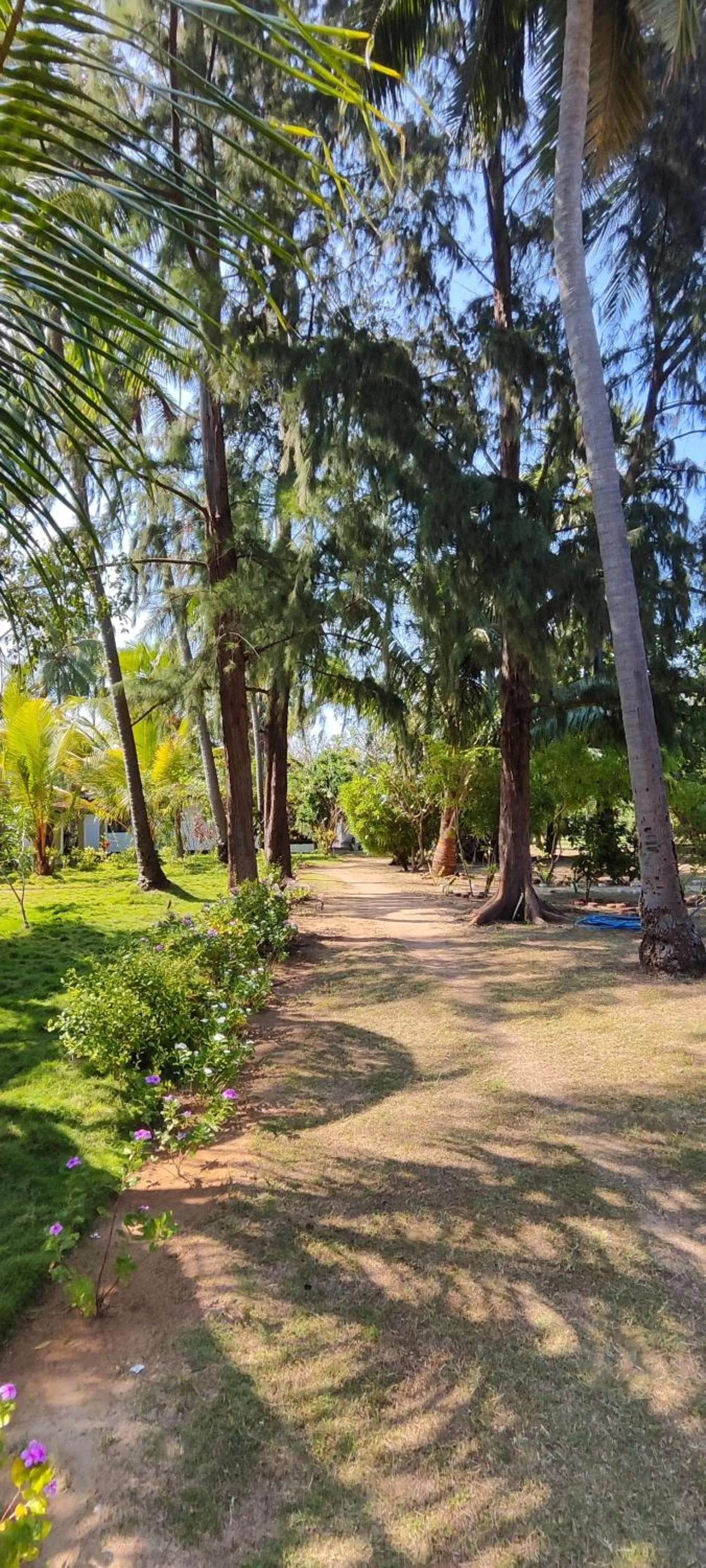 Garden in 108 Palms Beach Resort