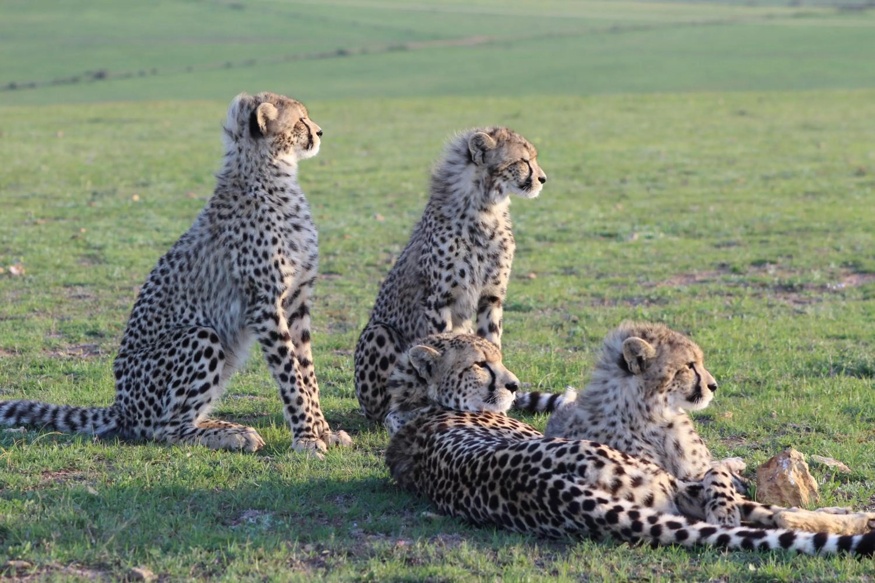 Animals in Garden Route Game Lodge