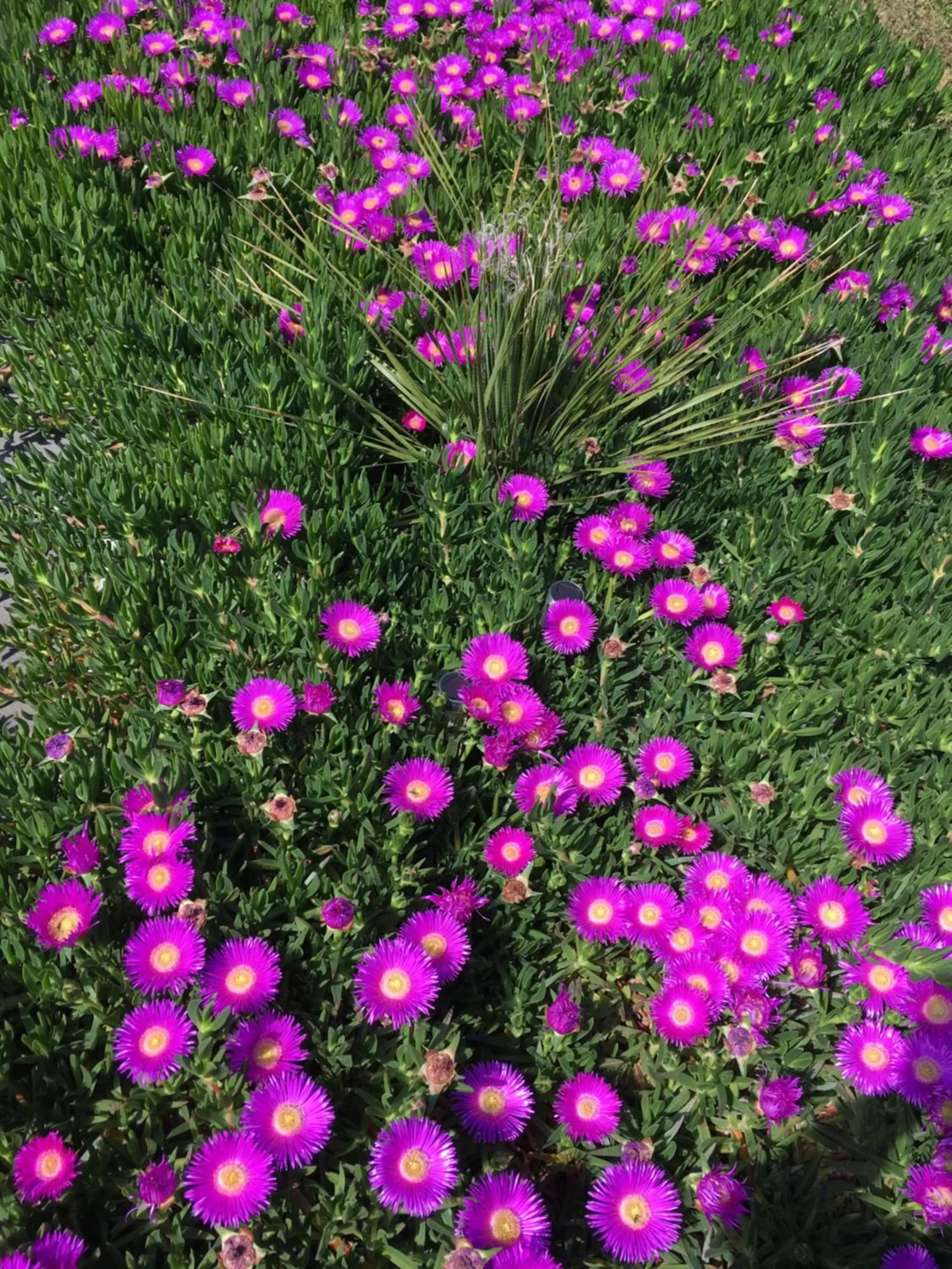 Spring, Other Animals in VILLA MERCEDES B&b