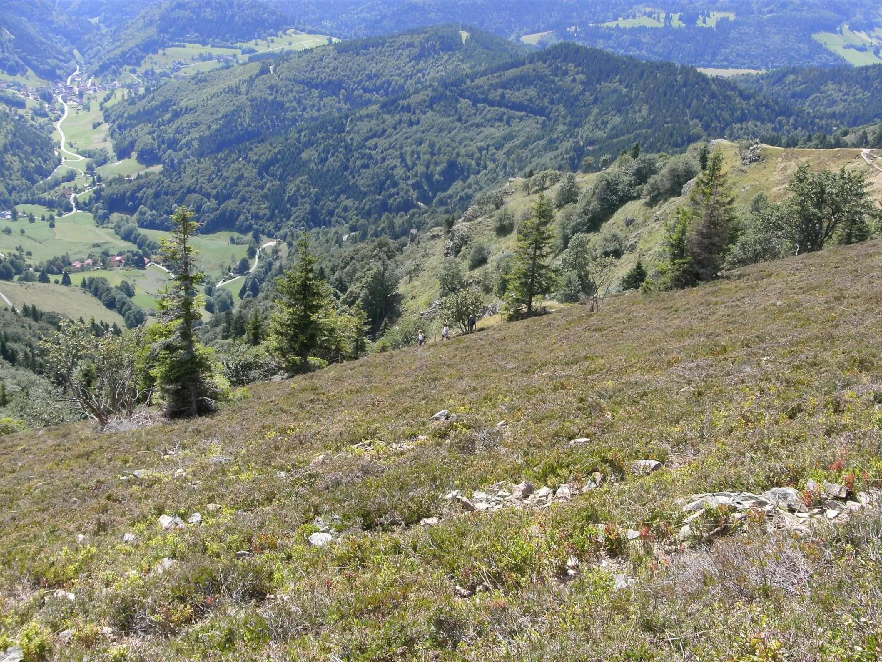 Natural landscape in ZUR TRAUBE Schwarzwaldhotel & Restaurant am Titisee