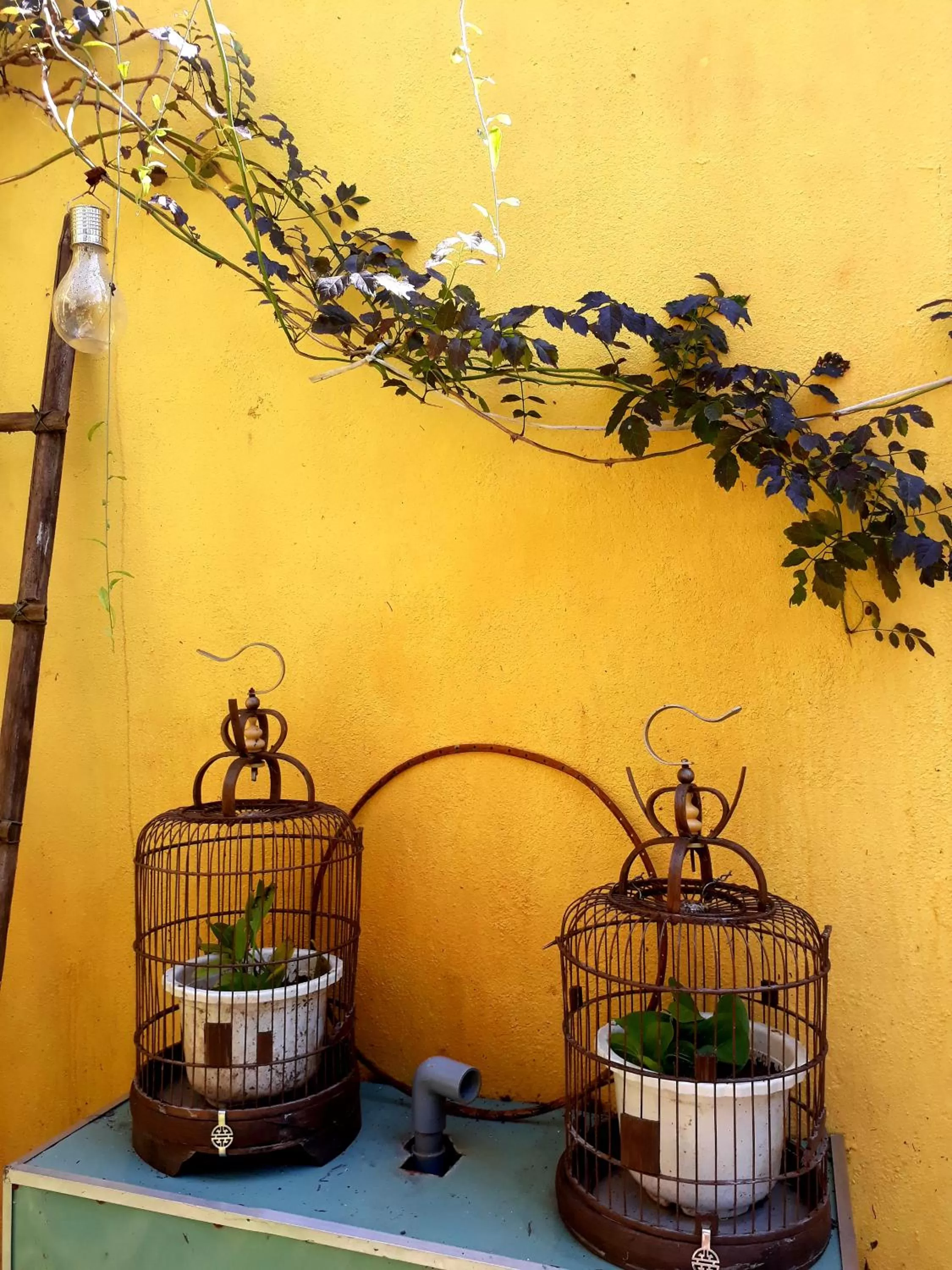 Garden in Pink Tulip Hoi An