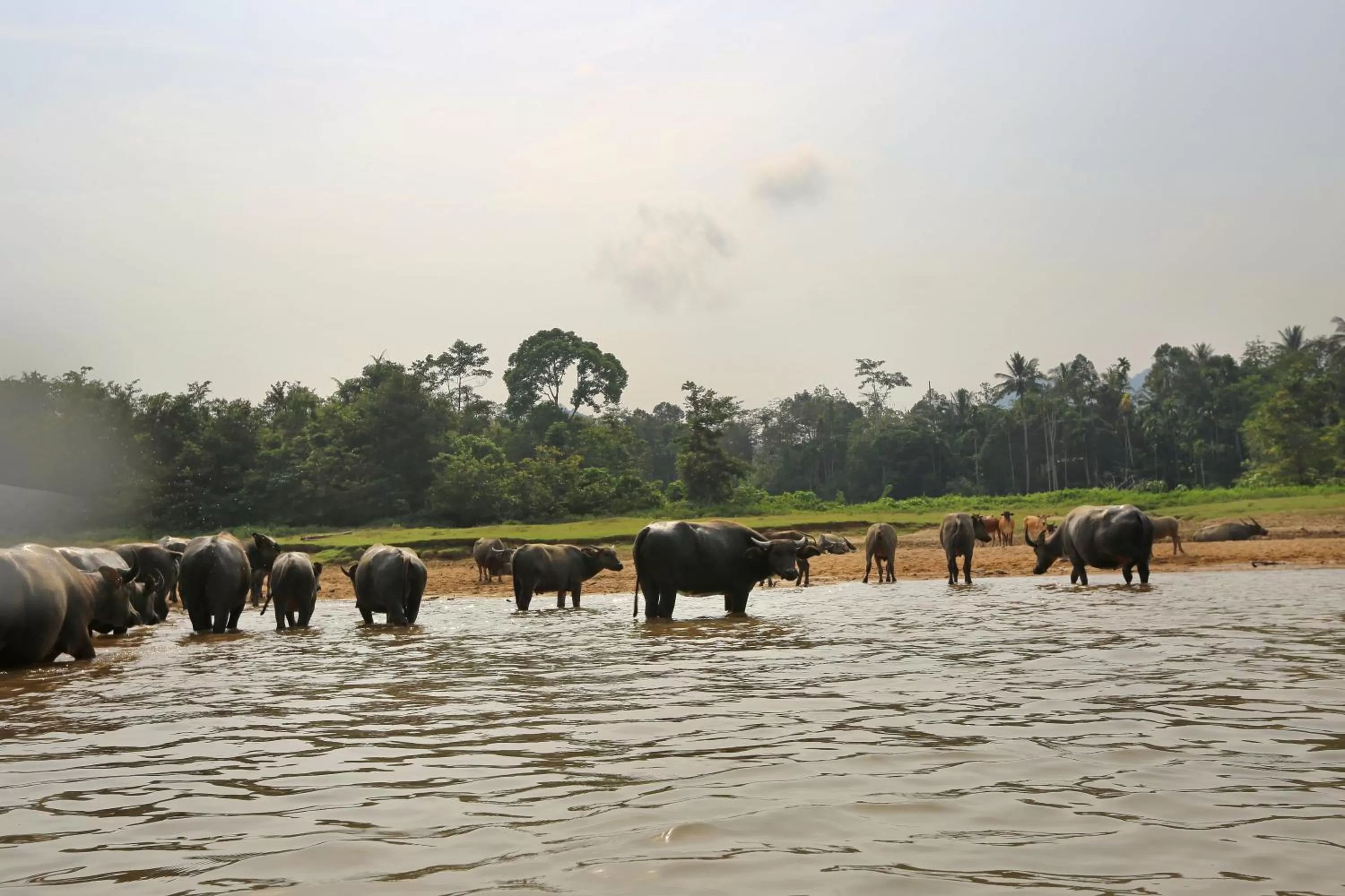 Natural landscape in Mutiara Taman Negara
