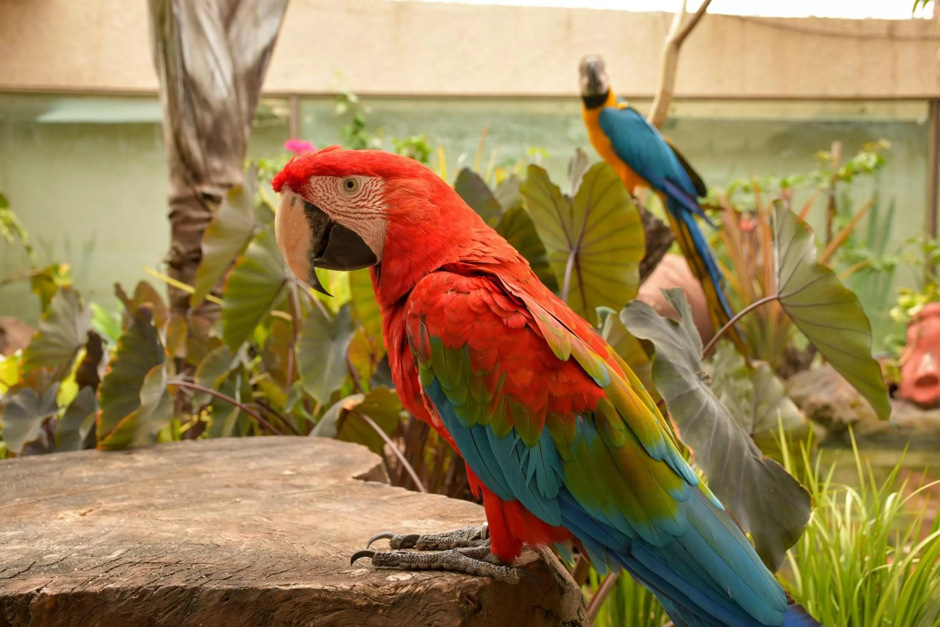 Other Animals in Pousada Sol e Mar