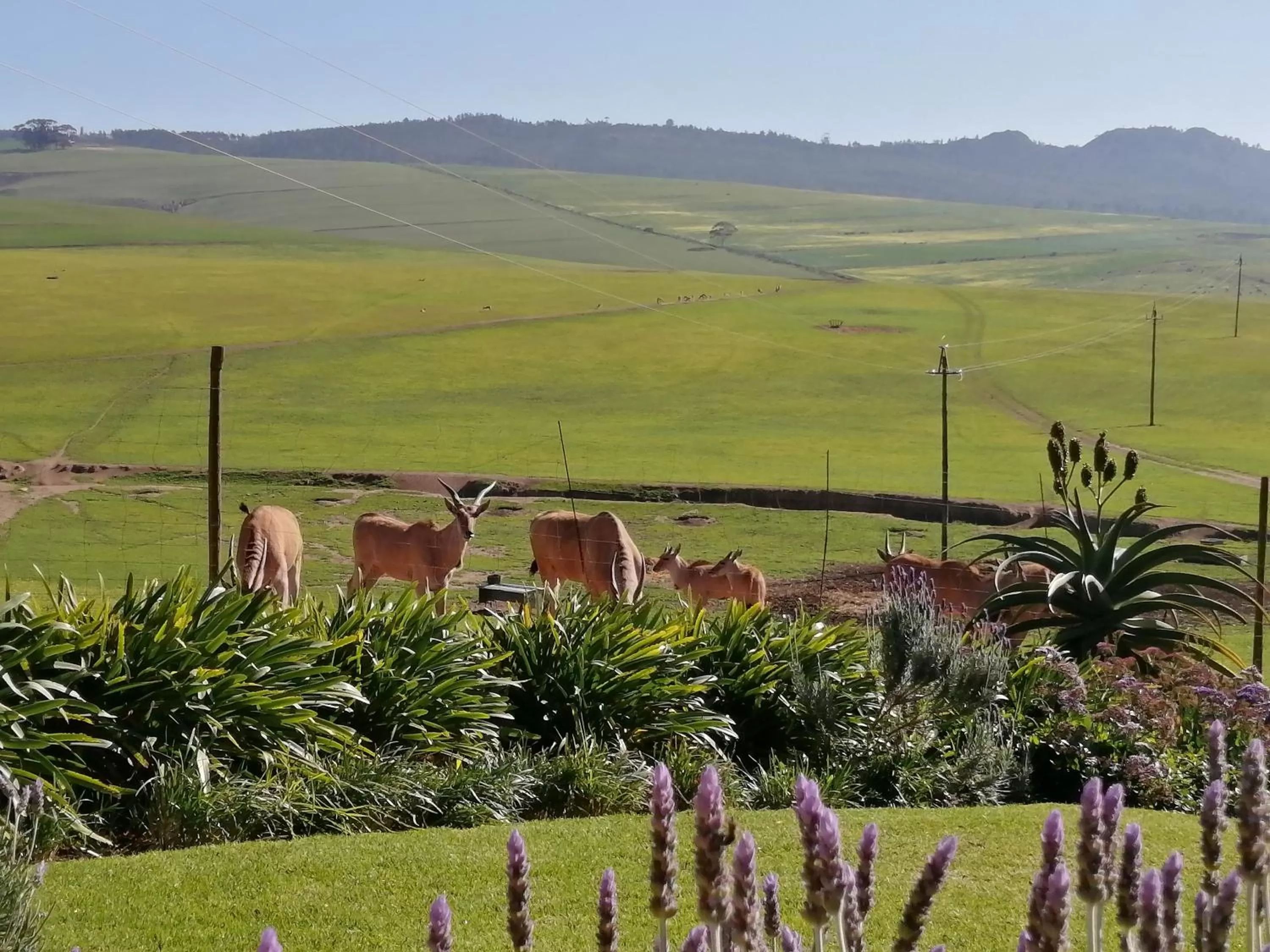 View (from property/room) in Rouxwil Country House