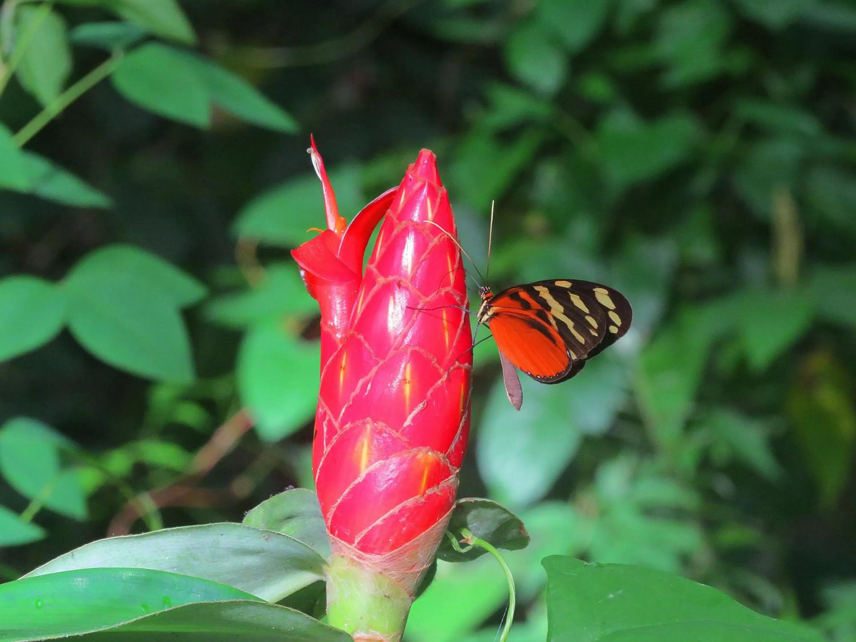 Natural landscape in Cabanas Rio Encantado