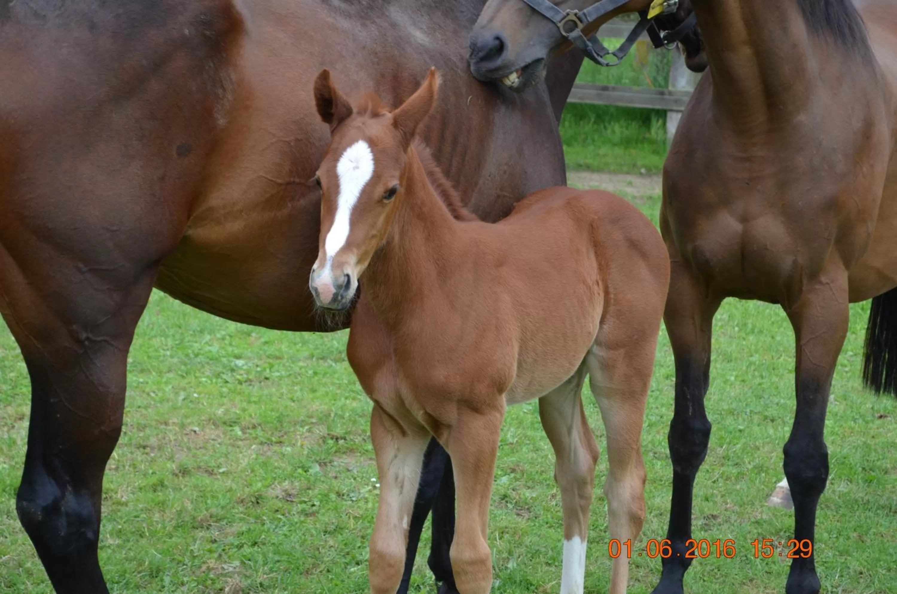 Pets in Les granges du chiron