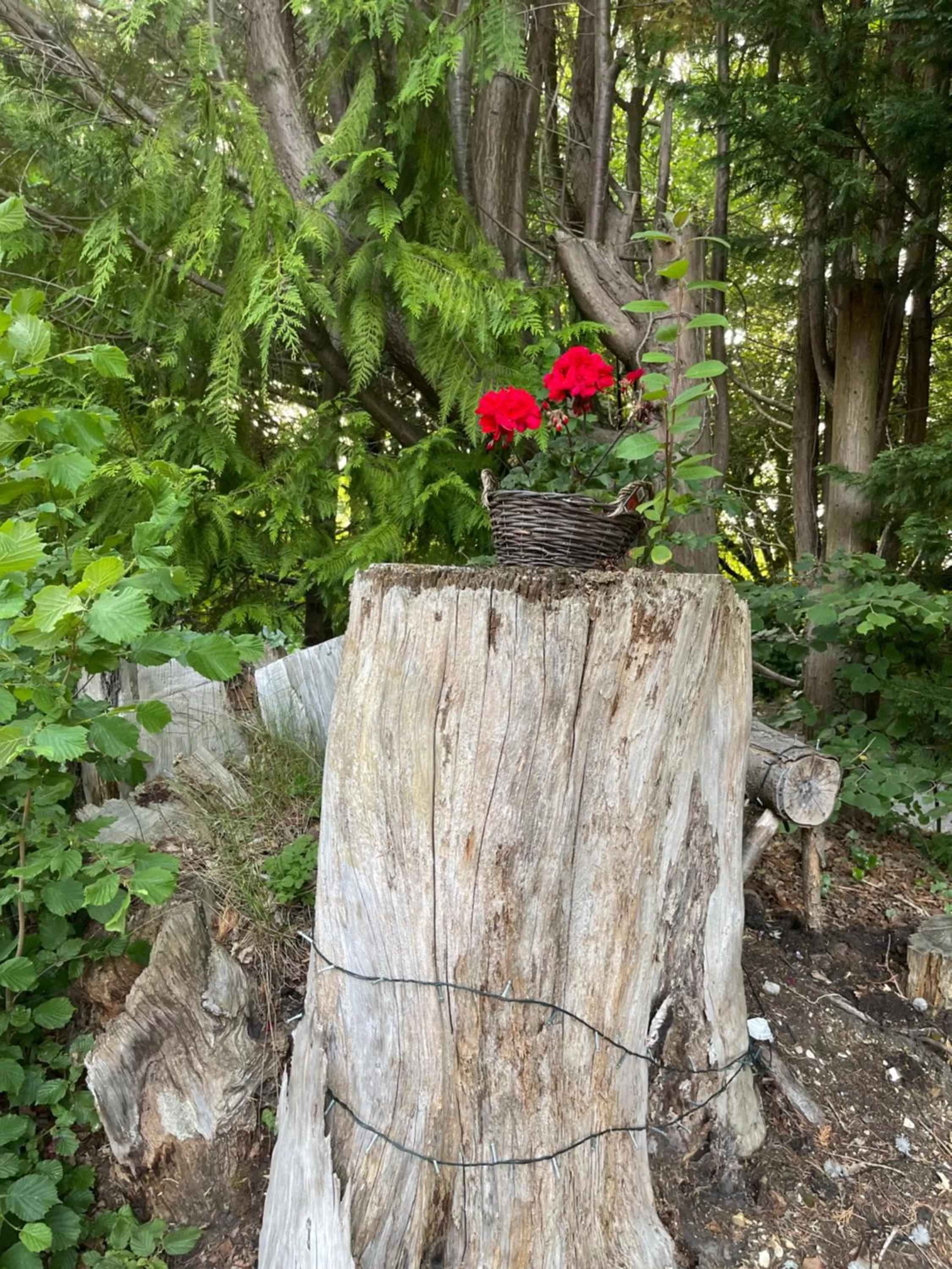 Other Animals in South Lodge House