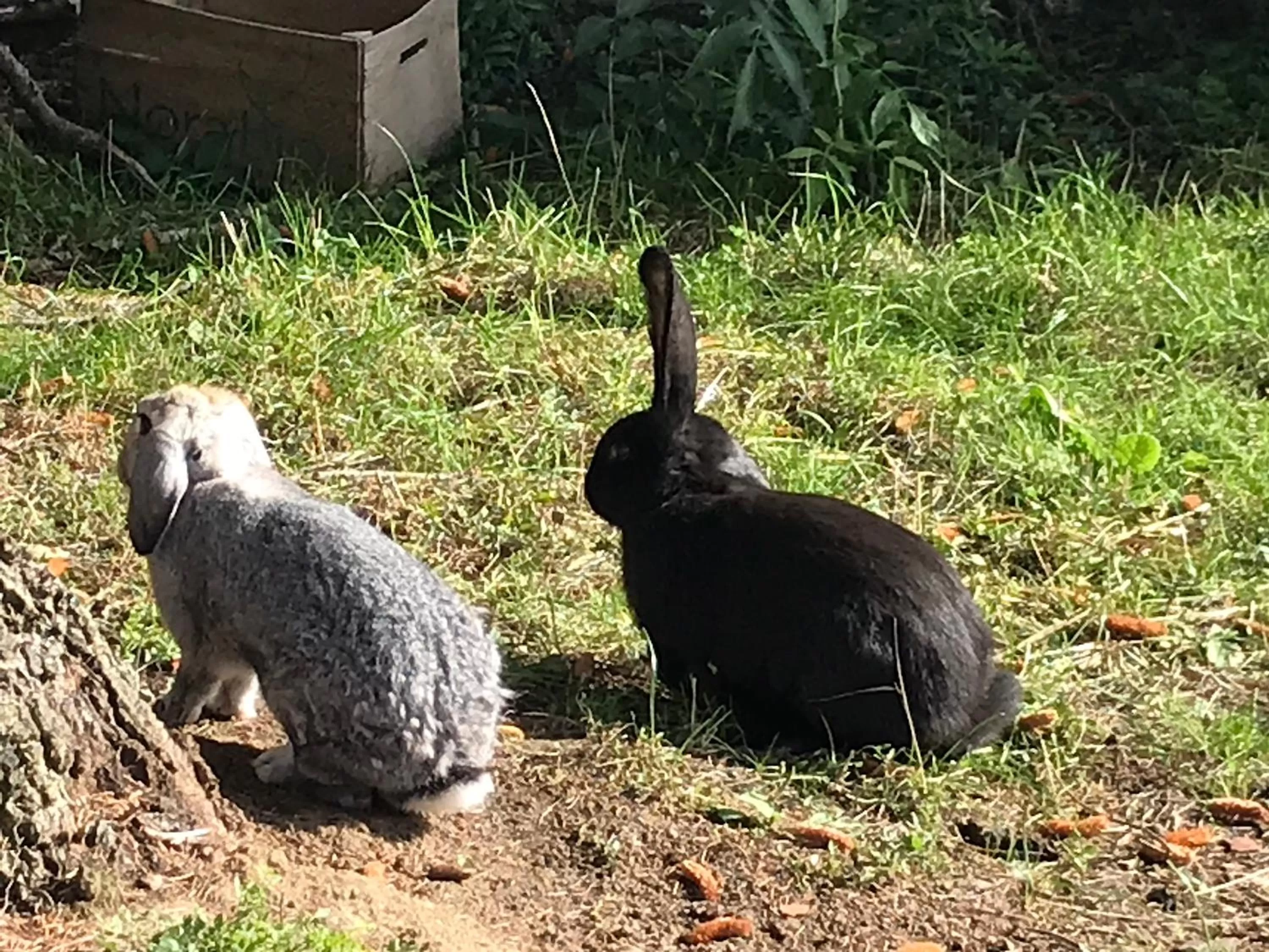 Other Animals in Chez Gustave & Compagnie