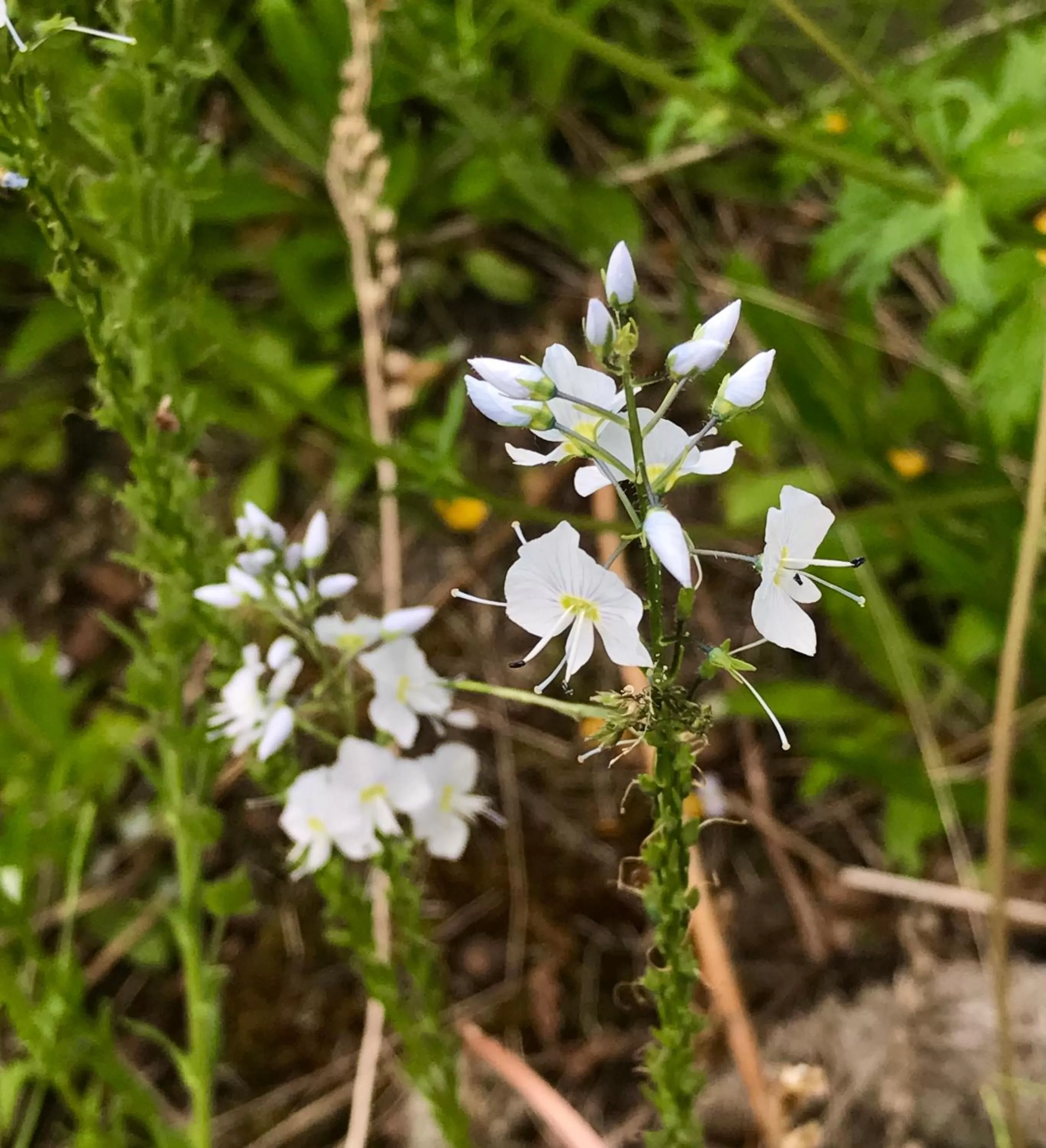 Garden in Halcyon Heights B&B/Inn