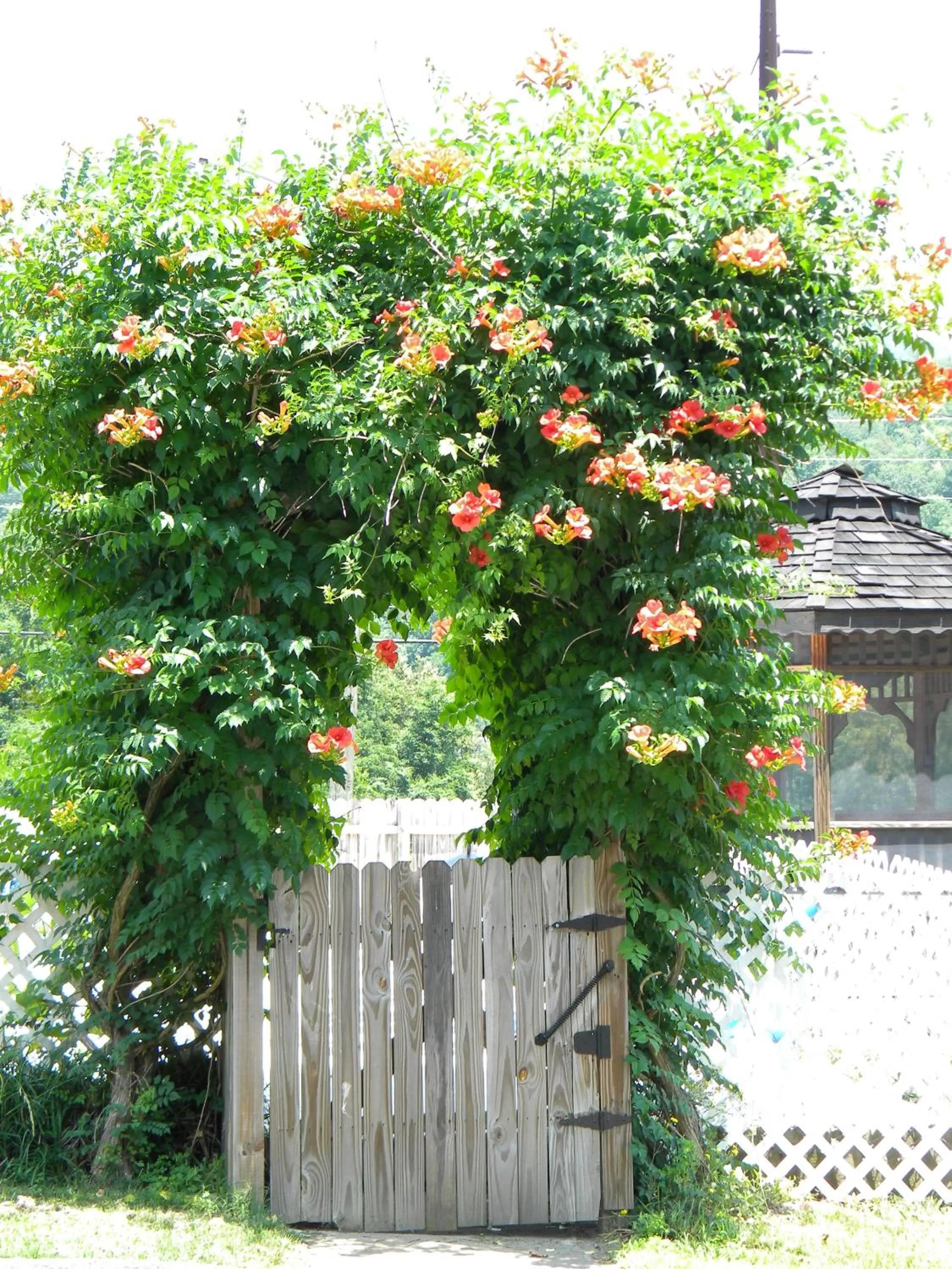 Spring in Clarketon Motel - Maggie Valley