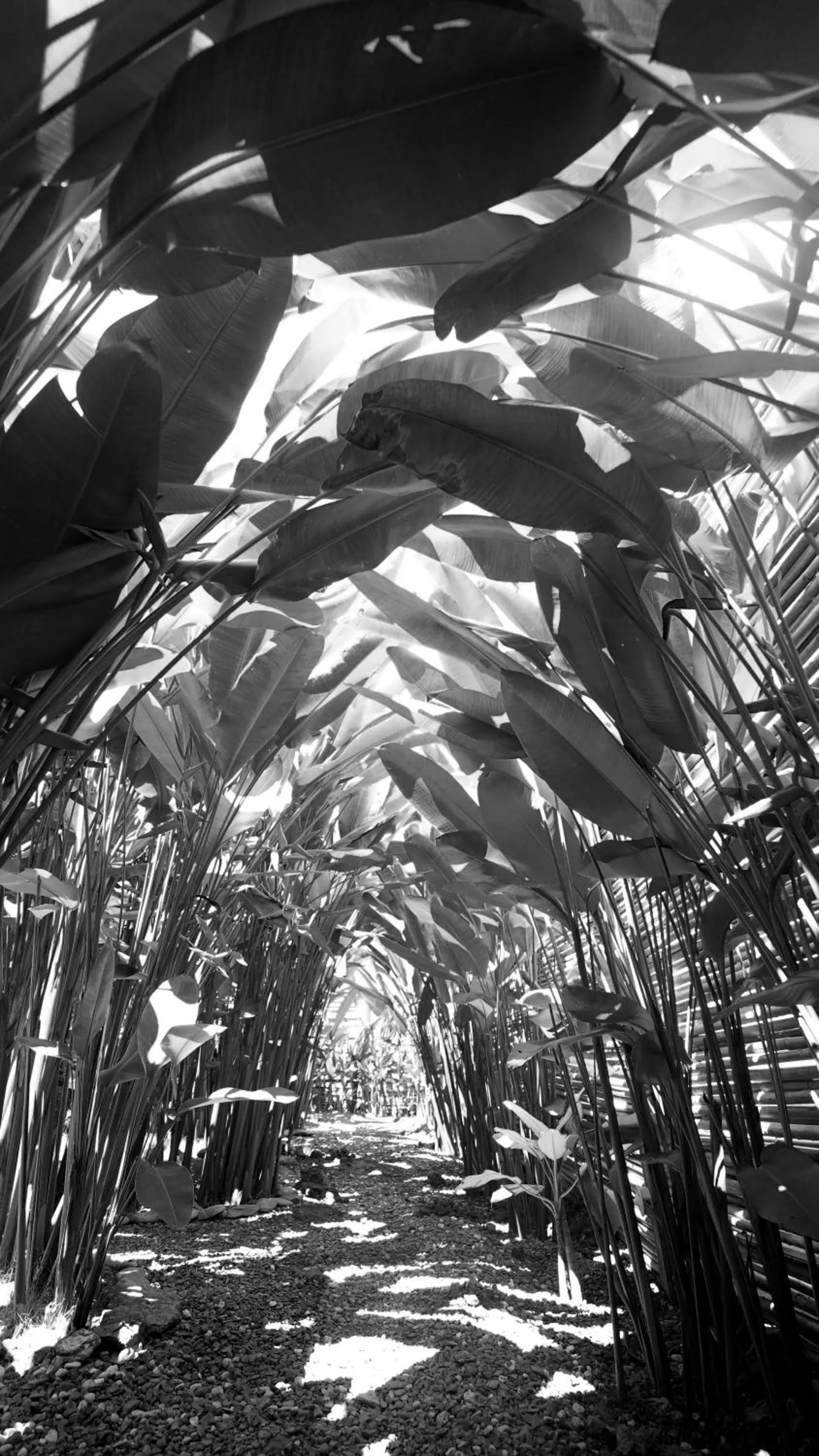 Garden view, Winter in Focus Rooms