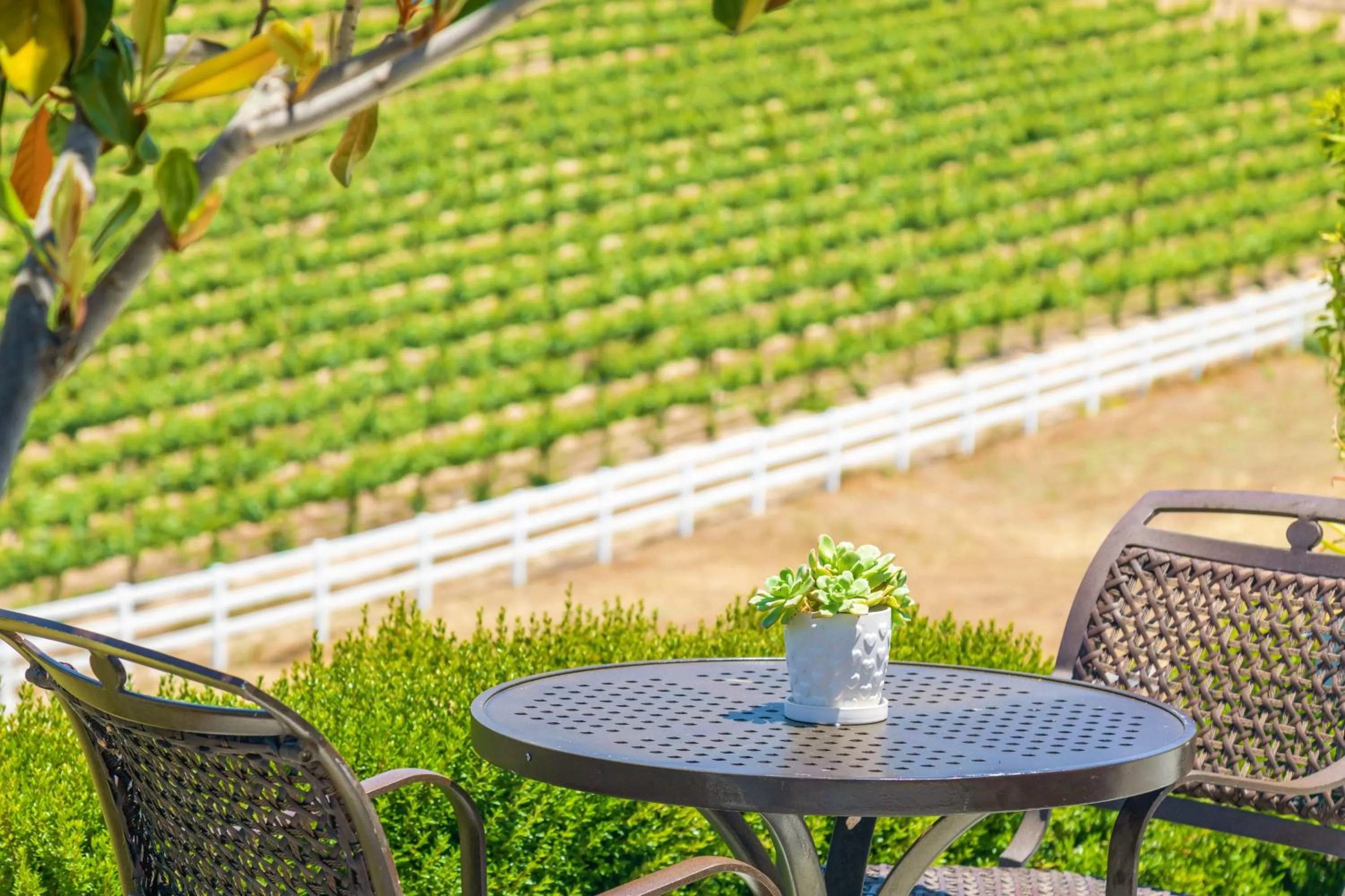 Garden view in Gaia Inn & Spa- Adult Only- Temecula Wine Country