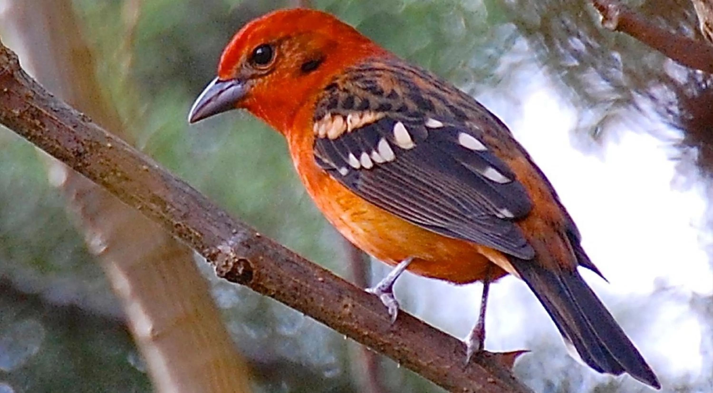 Day, Other Animals in Boquete Garden Inn
