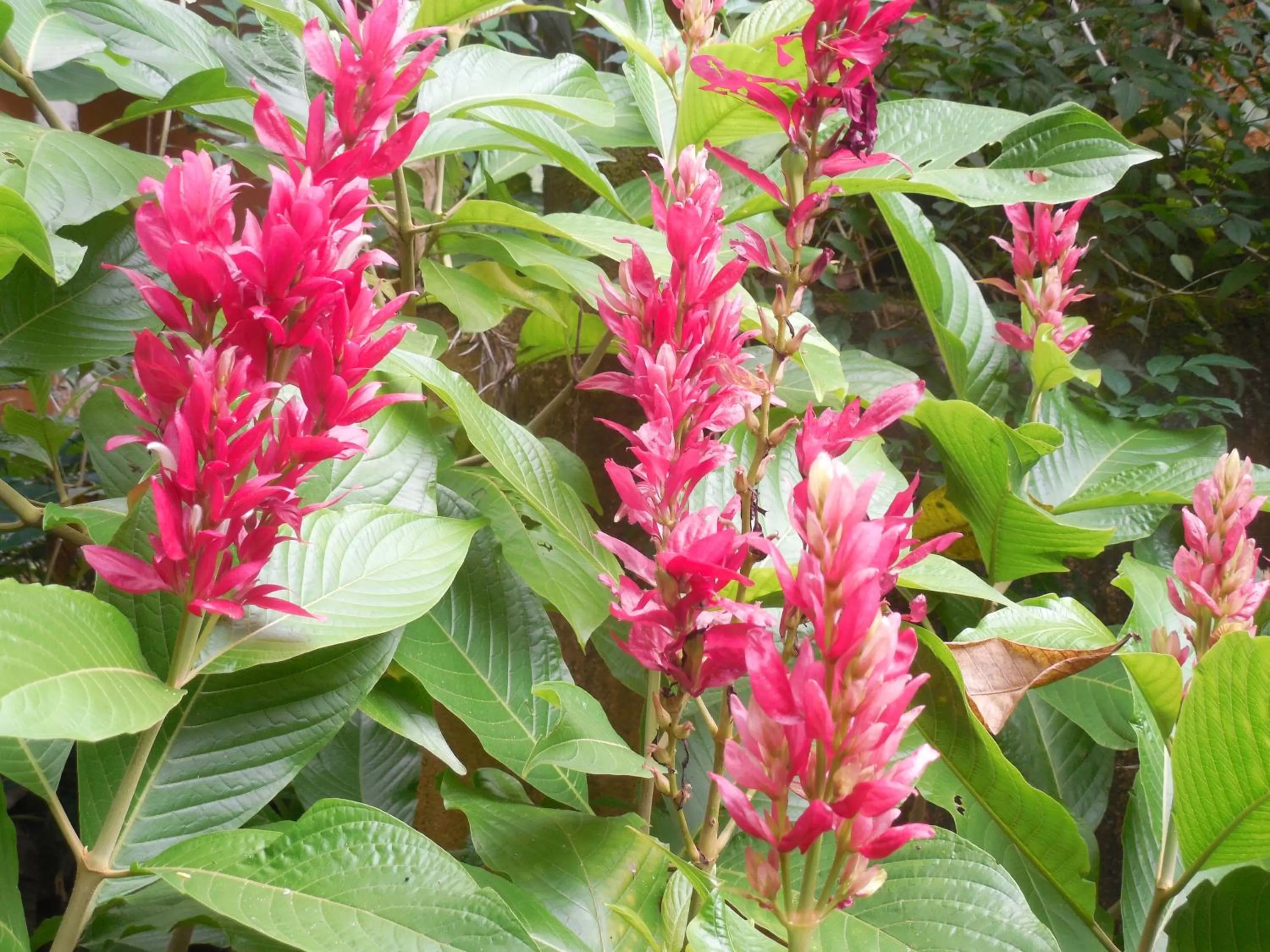 Garden in Le leopard d 'argent