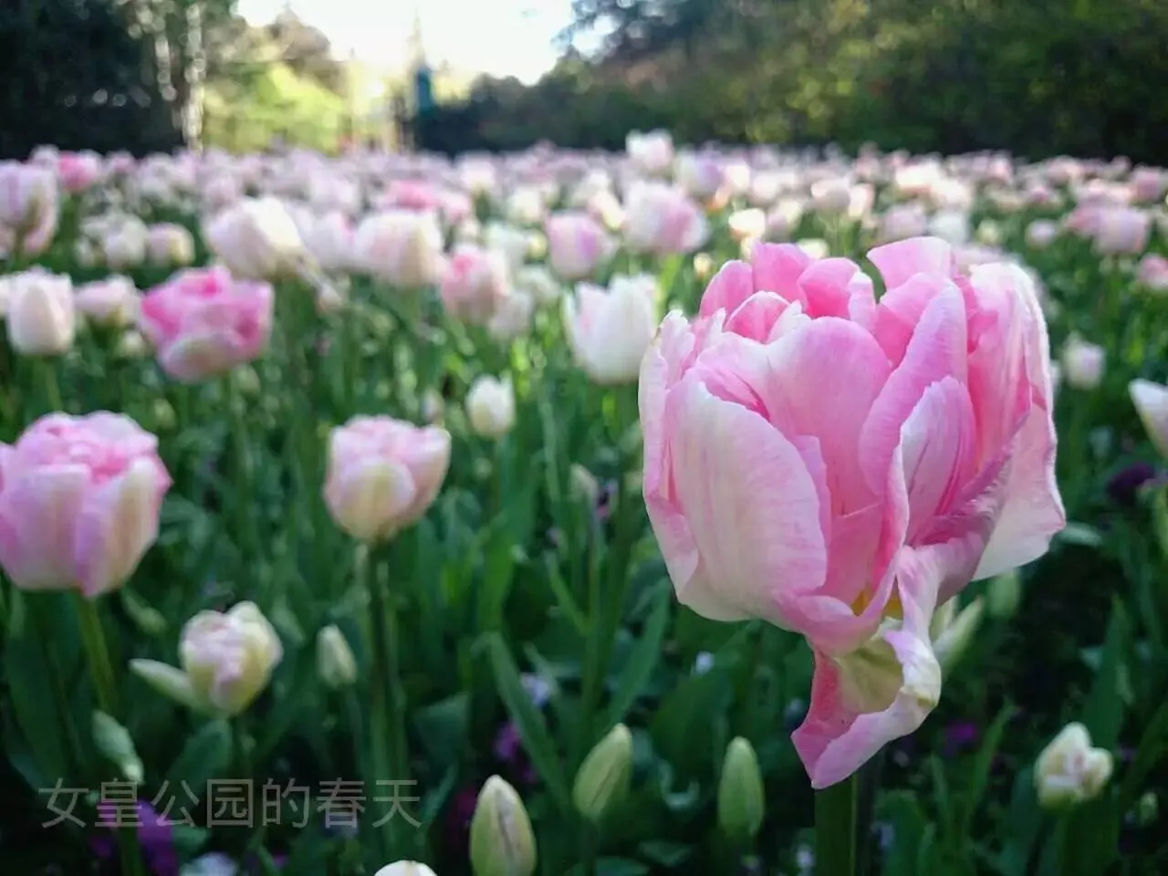 Spring in Queens Park Motels