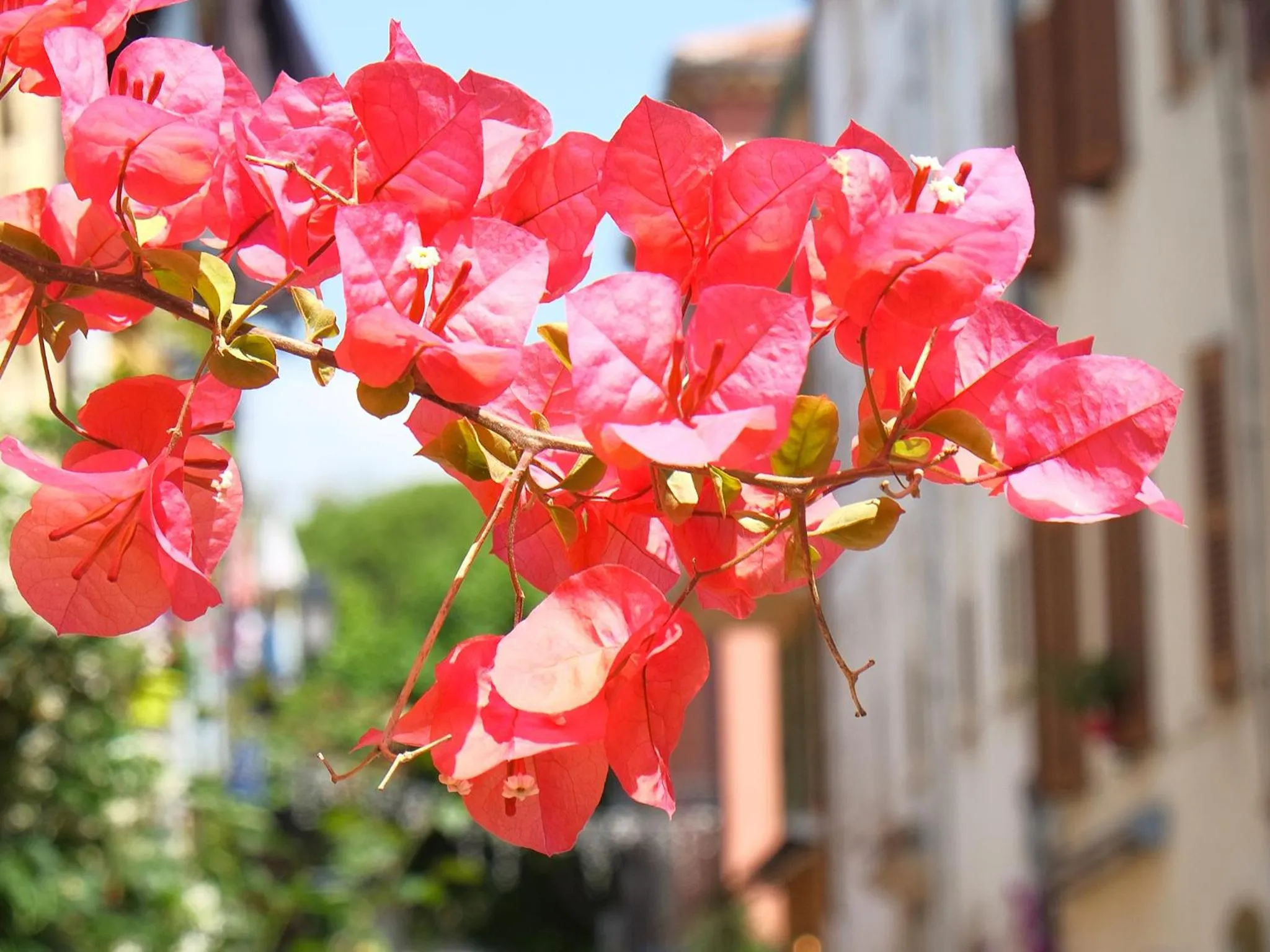 Facade/entrance in Hôtel CASABELLA Cannes Mouans Sartoux