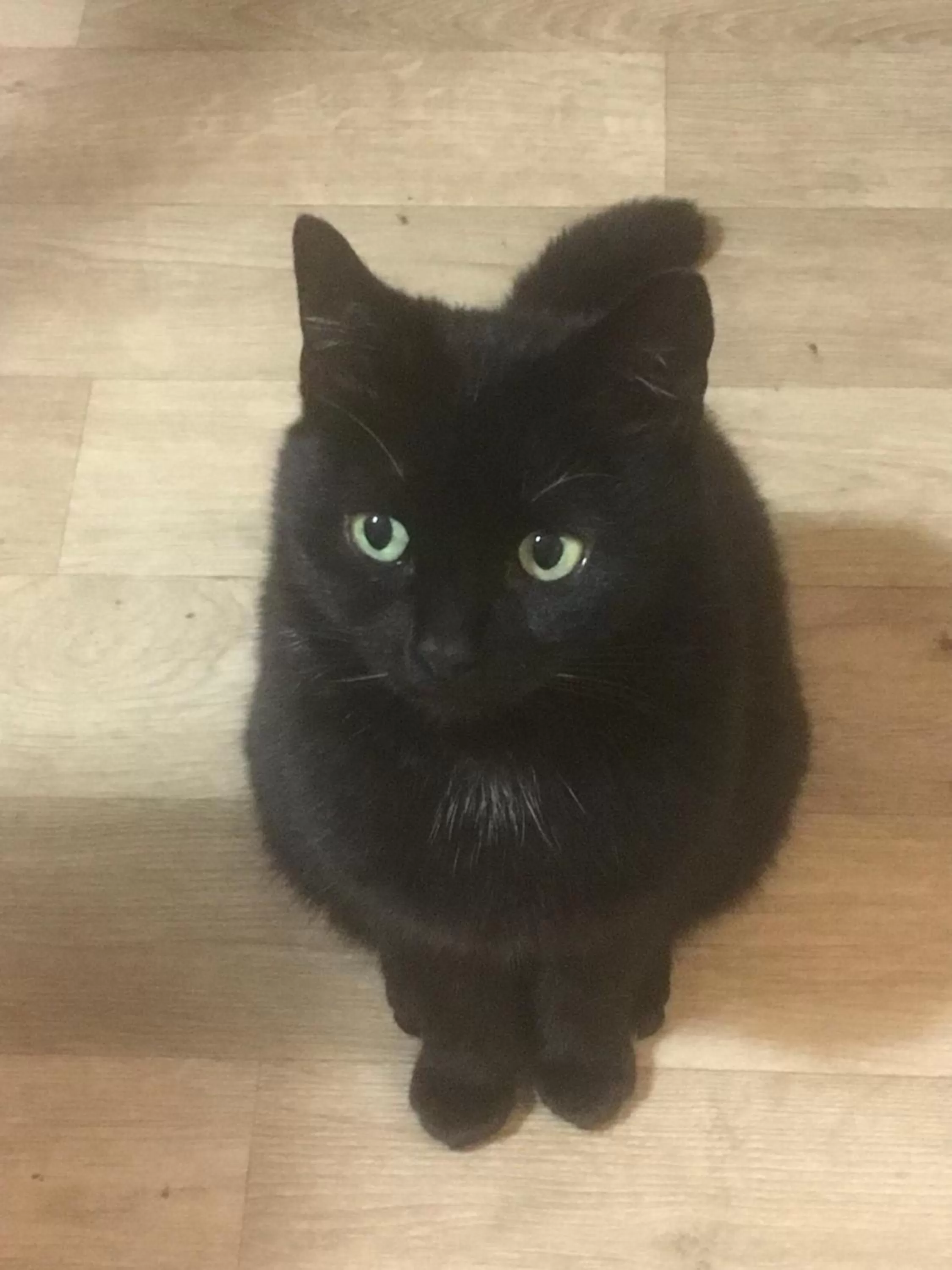 Pets in Bodmin Rest 4 U