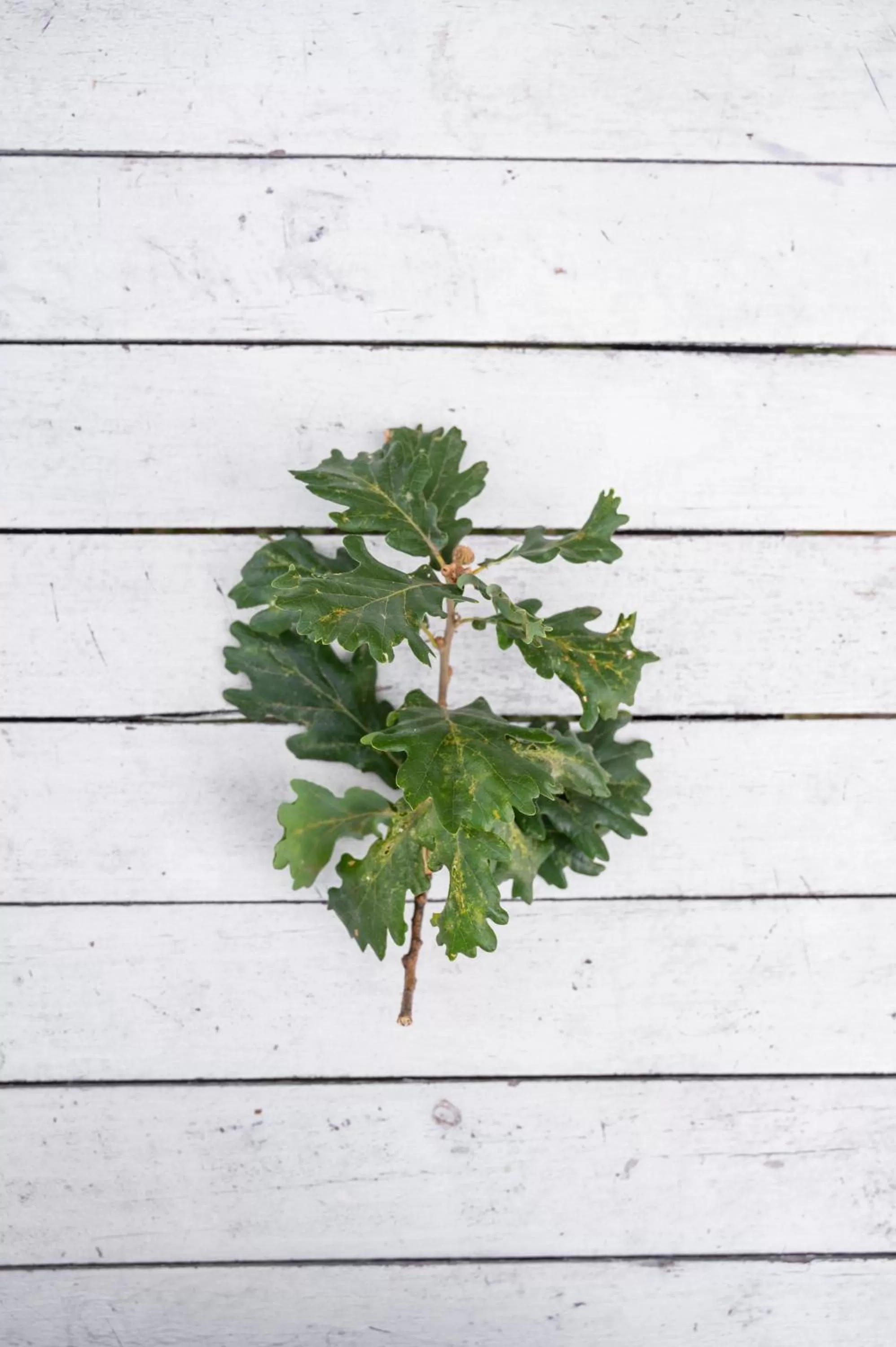 Garden in OAK TREE 114 BnB