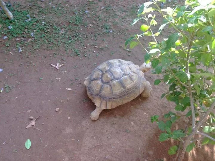 Animals, Other Animals in Sunrise Hotel