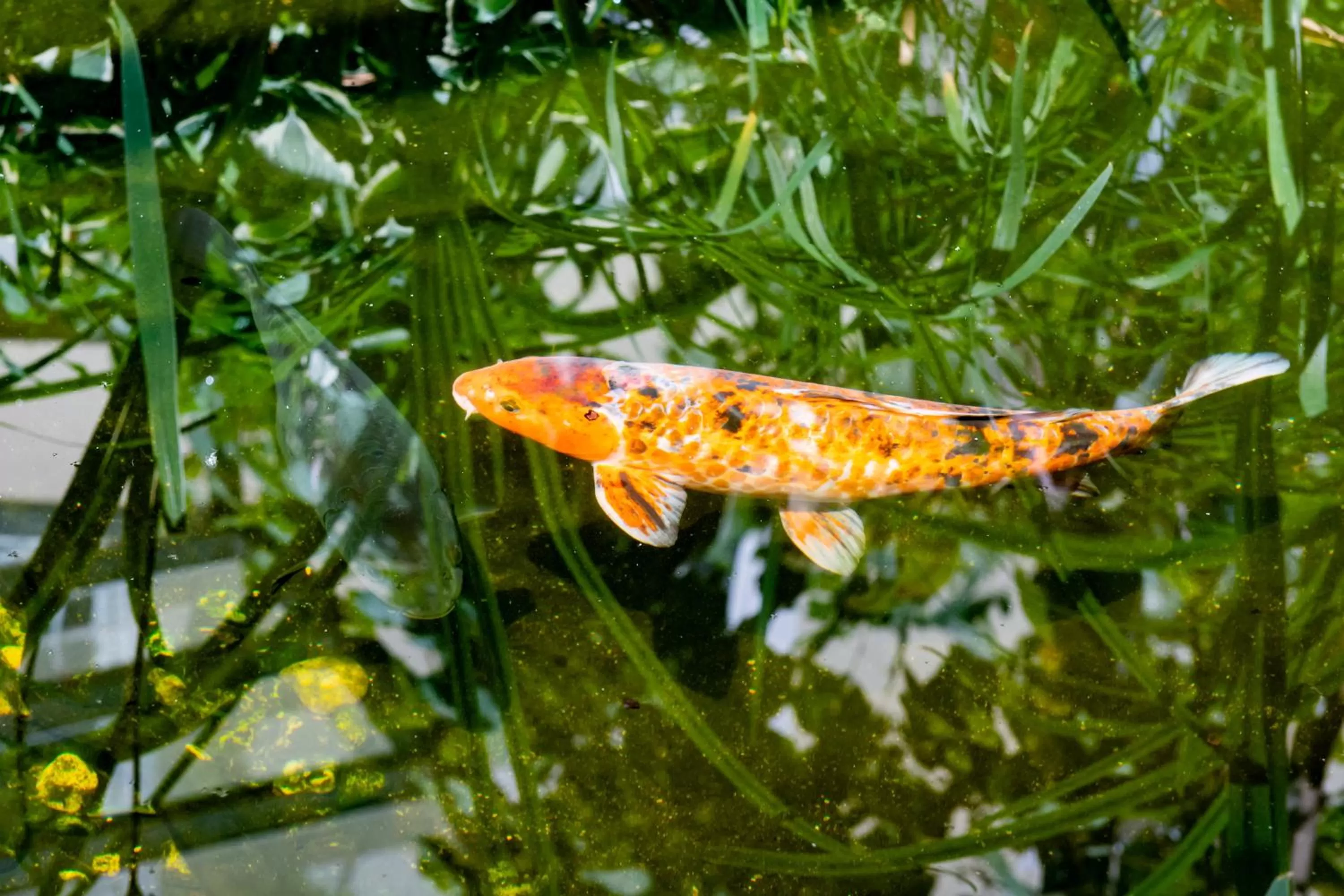 Garden view, Other Animals in Mercure Hotel Berlin Mitte