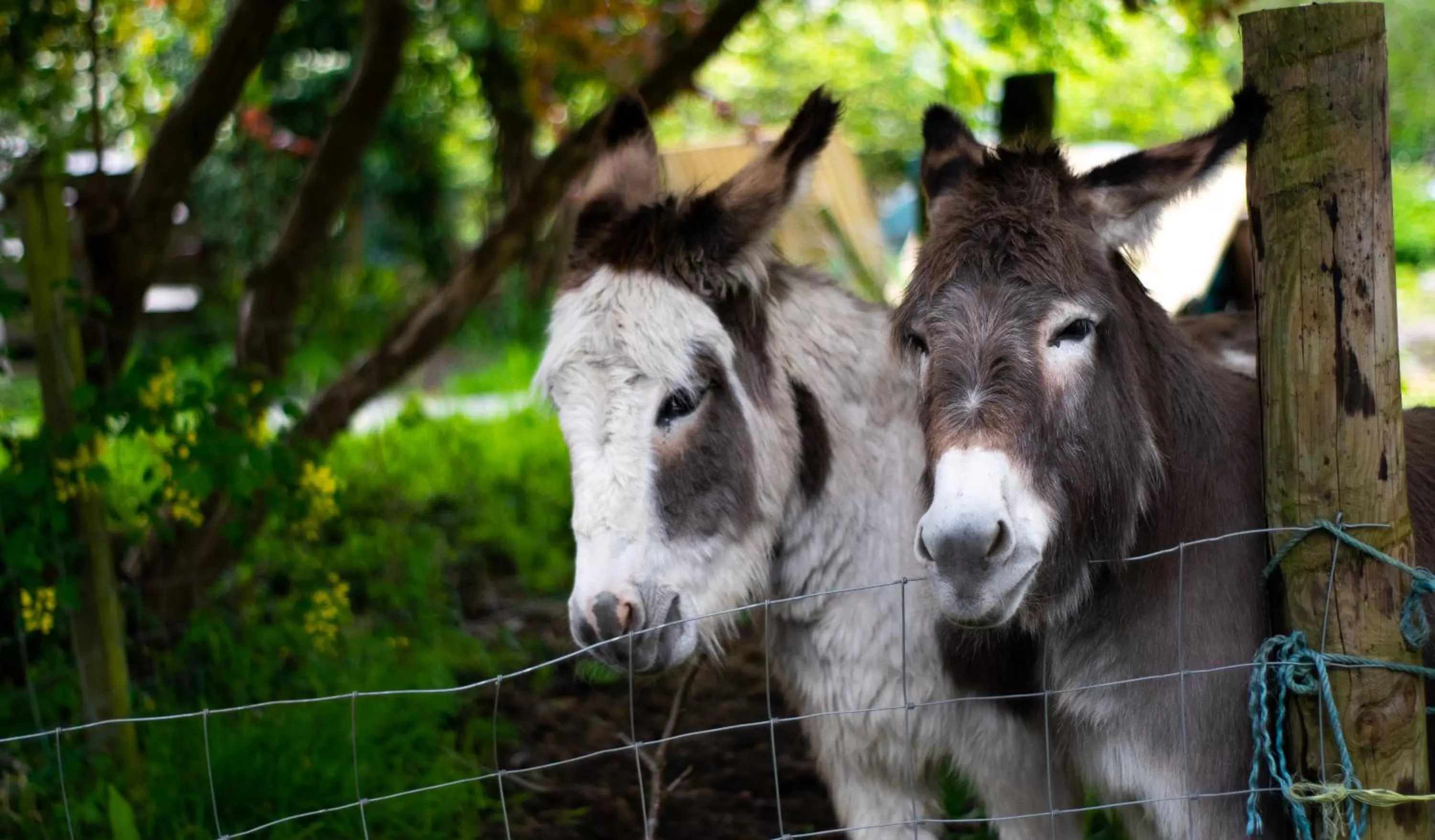 Animals in Pontyclerc Farm House Bed and Breakfast