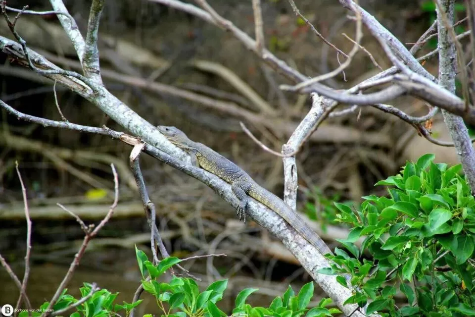 Other Animals in Dragon Pearl Beach Resort