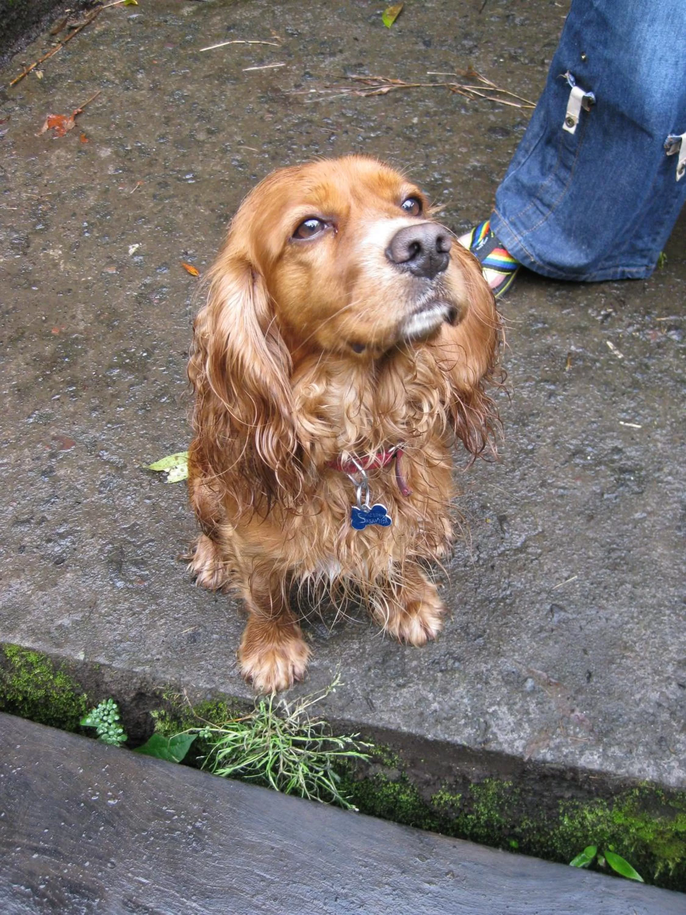 Pets in Spa Hosteria Miramelindo