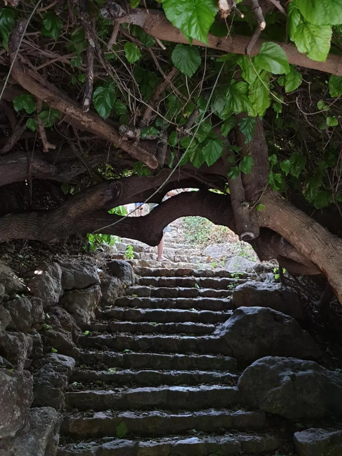 Day, Other Animals in Lishansky Since 1936