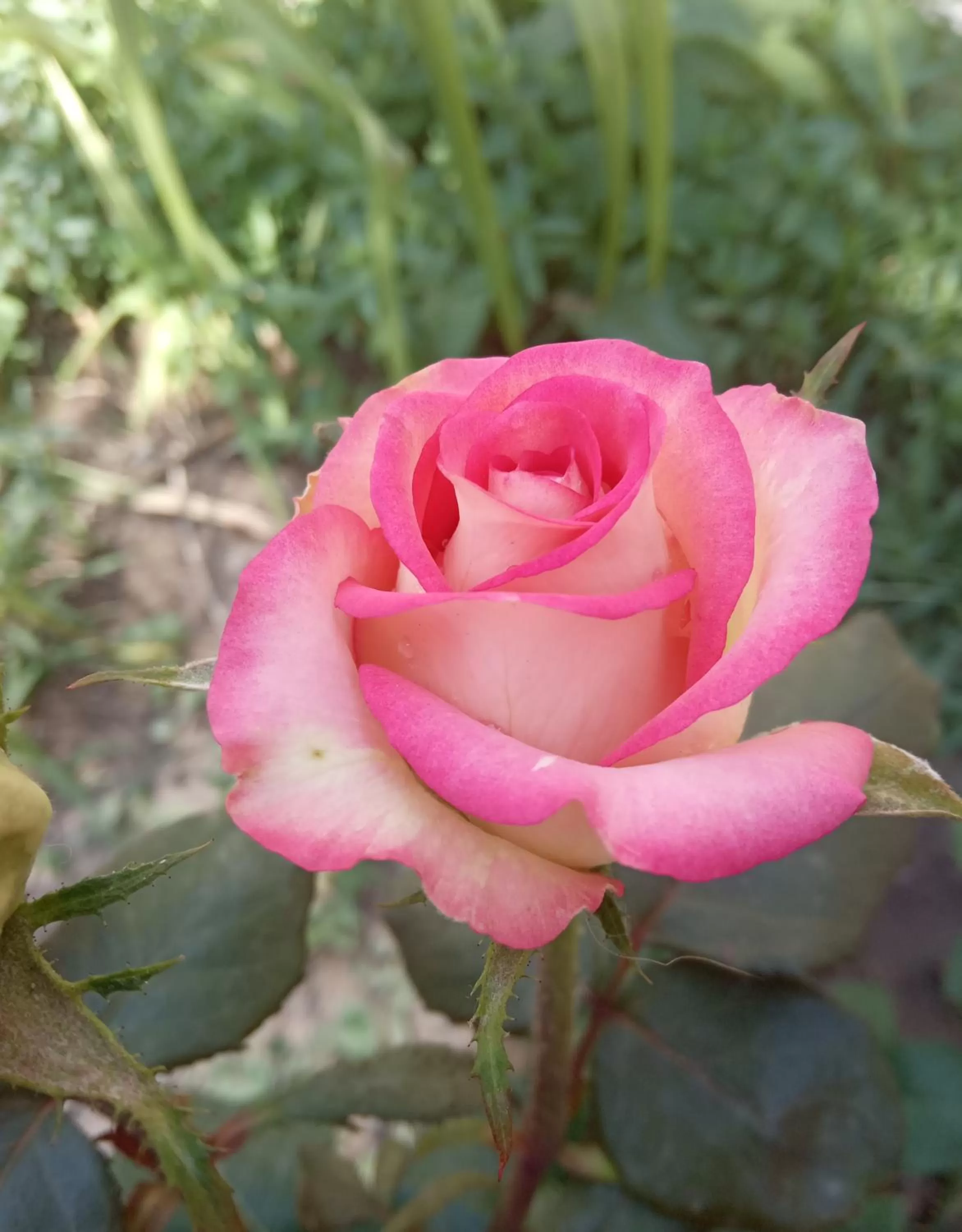 Garden in Guest House David's B&B