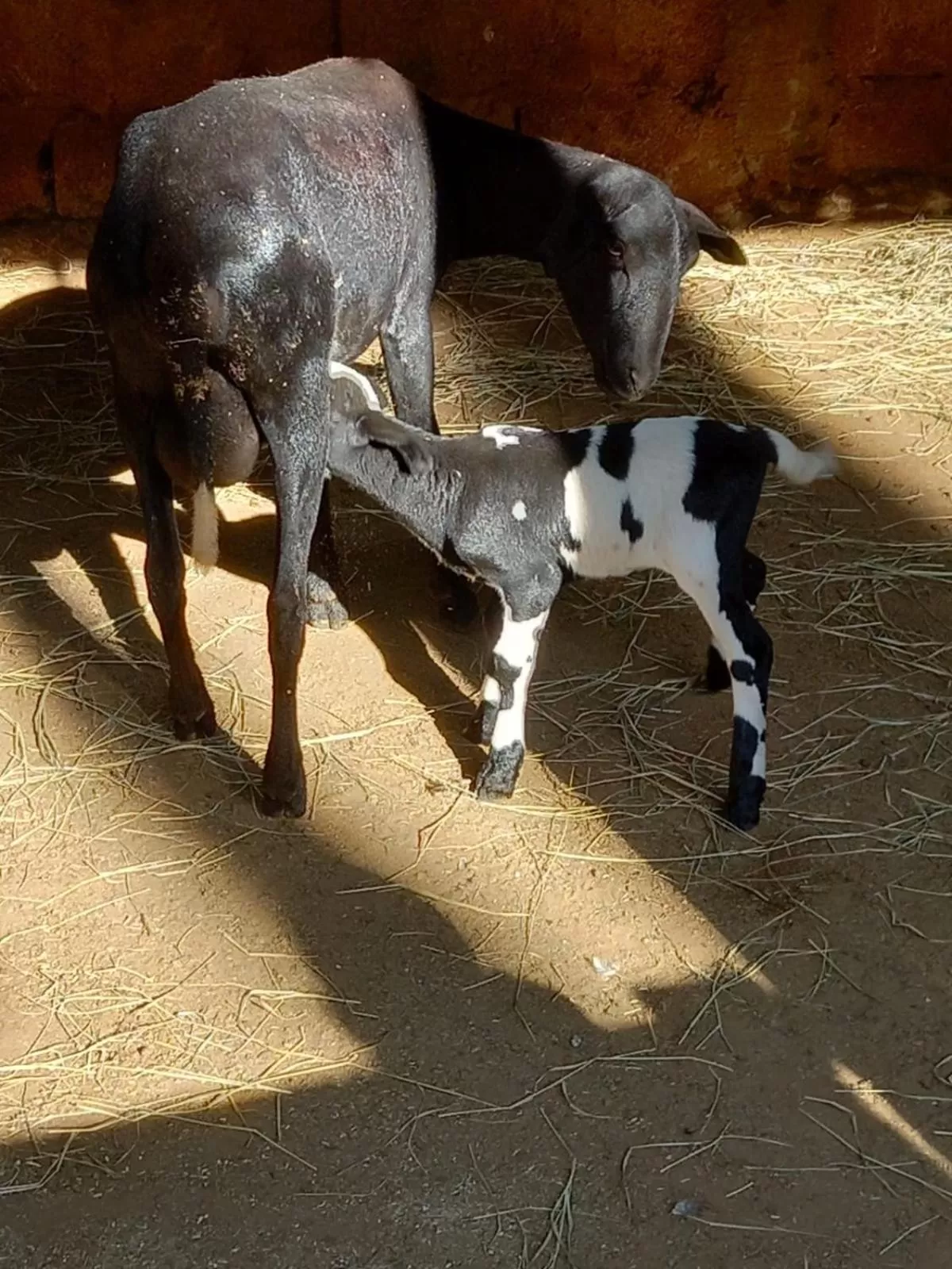 Other Animals in Pousada Atibaia