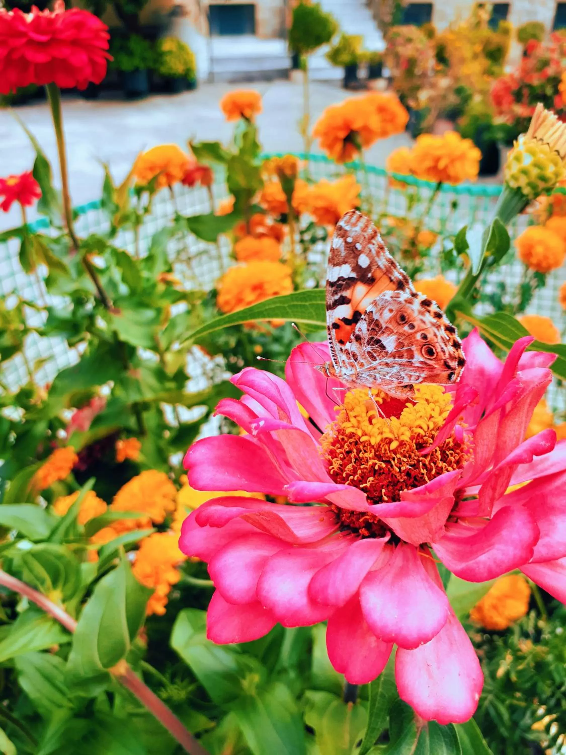 Garden in Costa-Rini Hotel