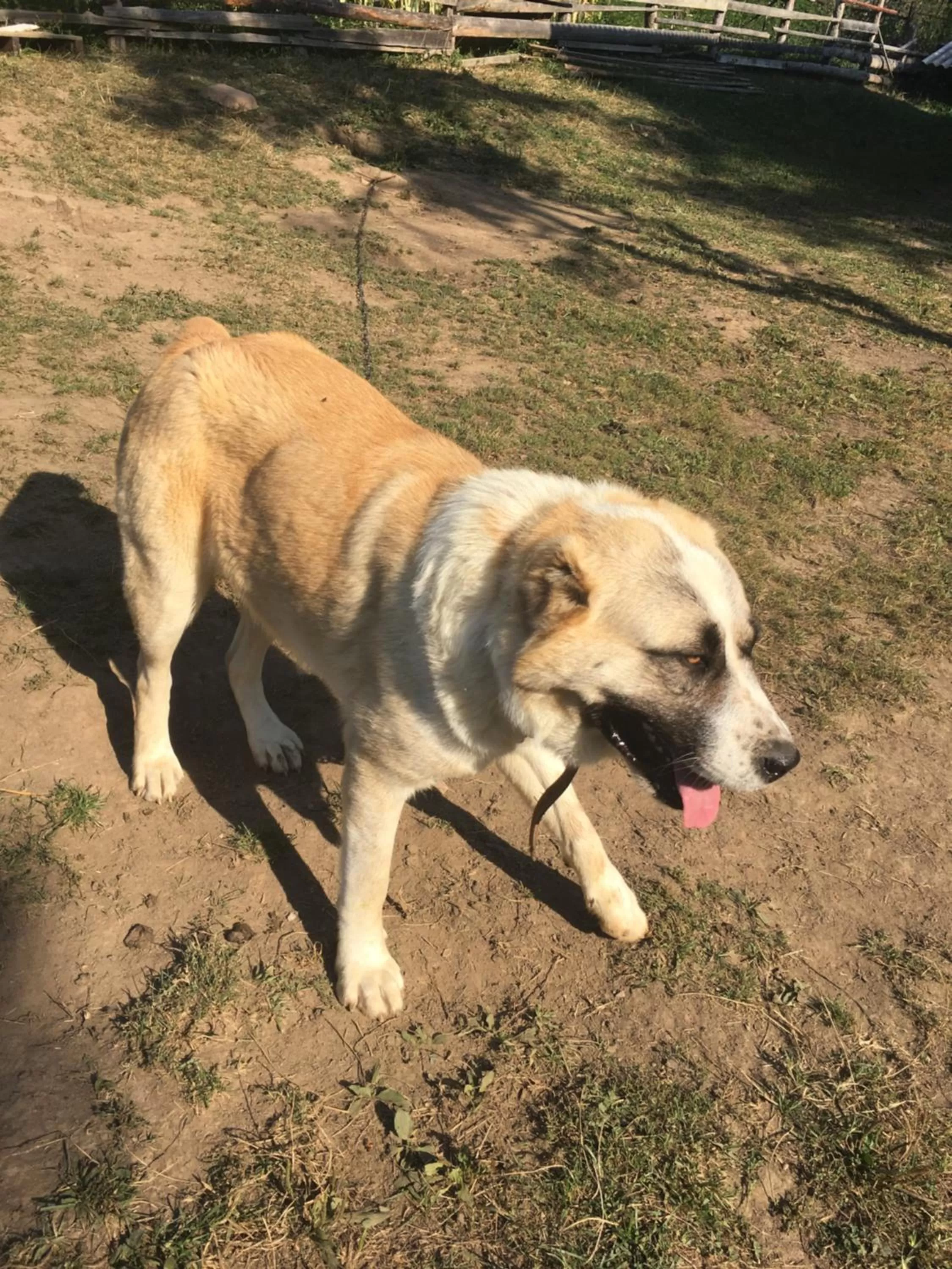 Pets in Pensiunea SilvAnka