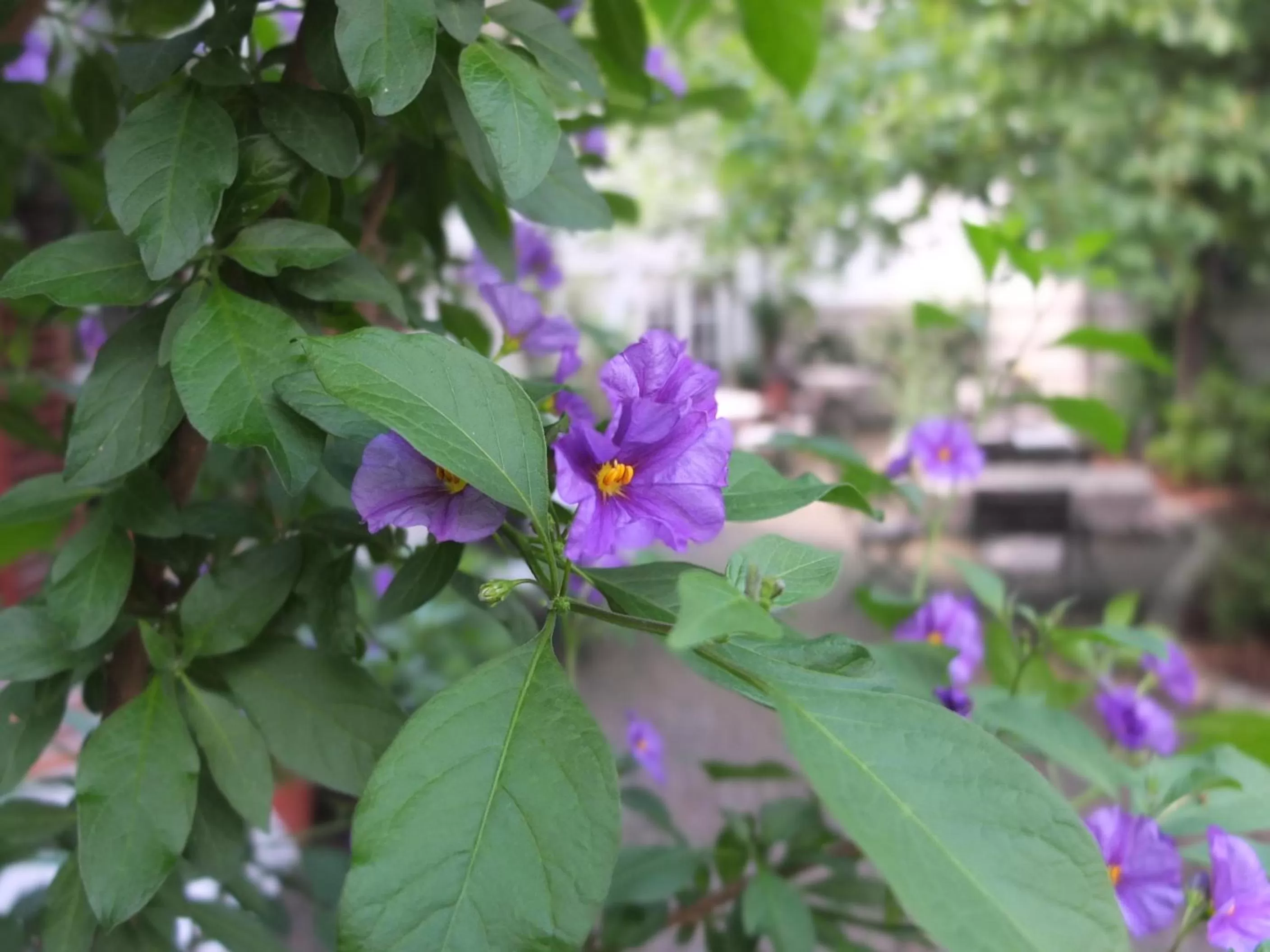 Garden in Gasthof Herrnhaus