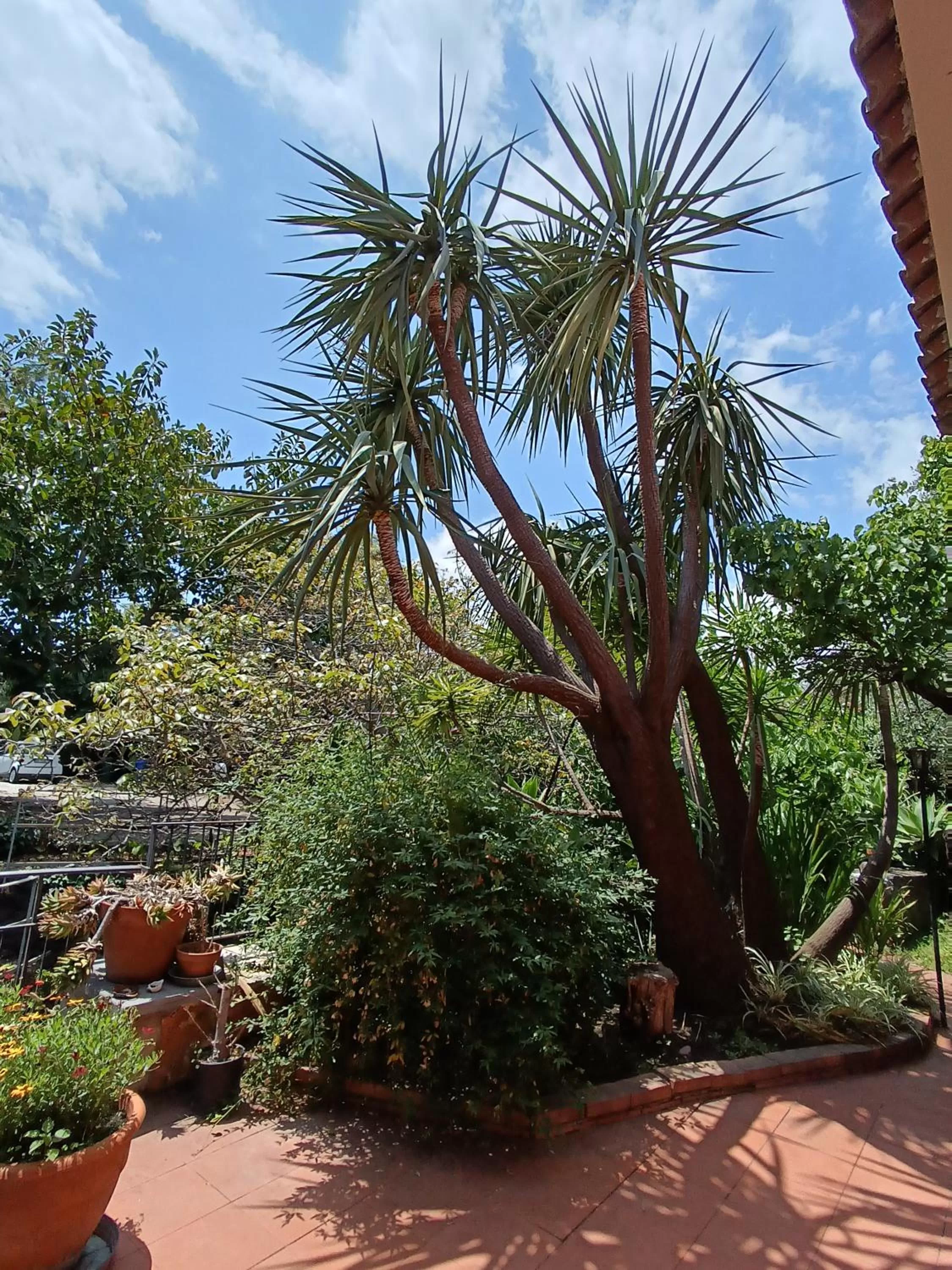 Garden view in B&B Villa Lidia