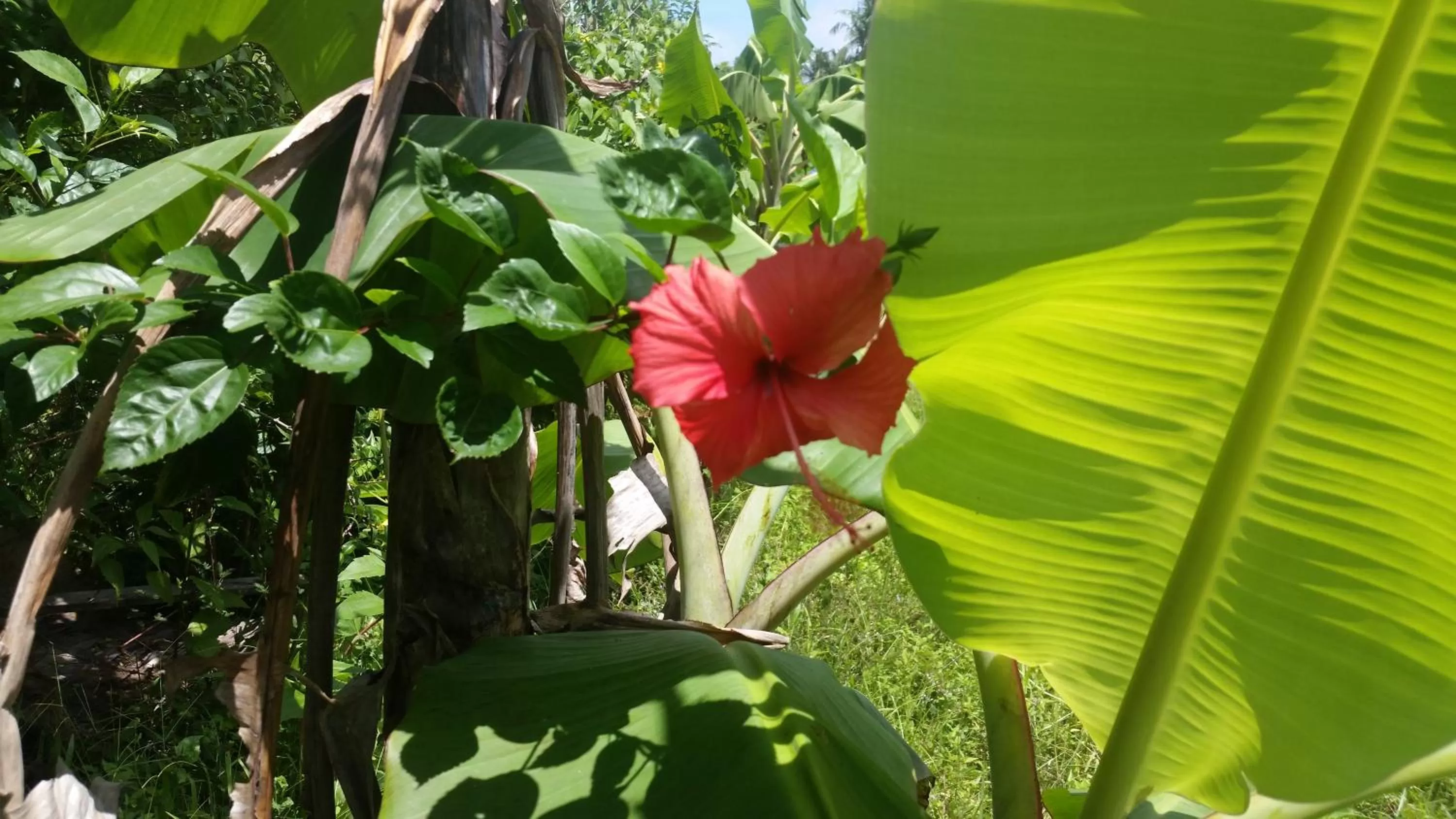 Garden in Banana Grove El Nido