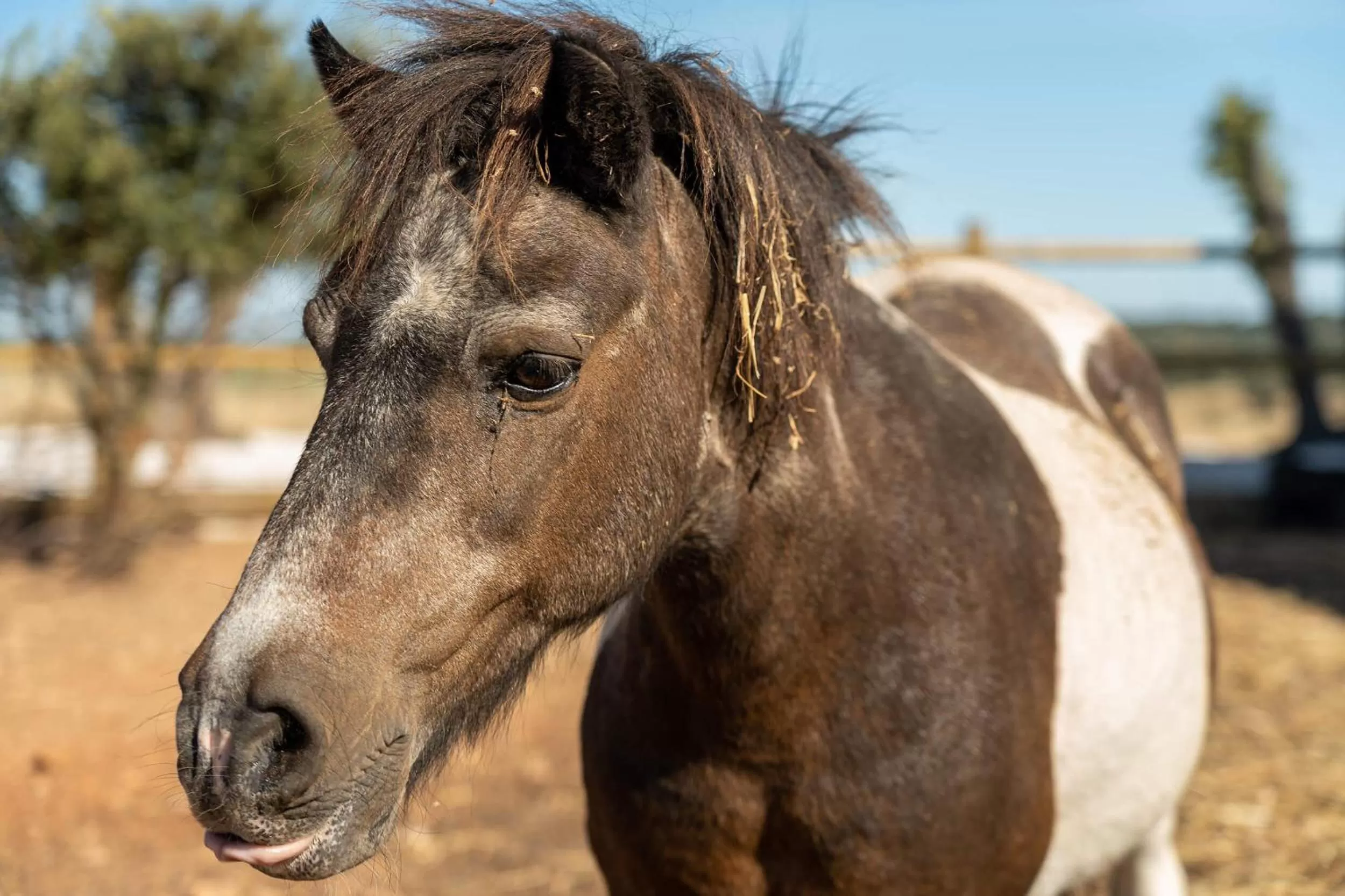 Animals in Octant Evora