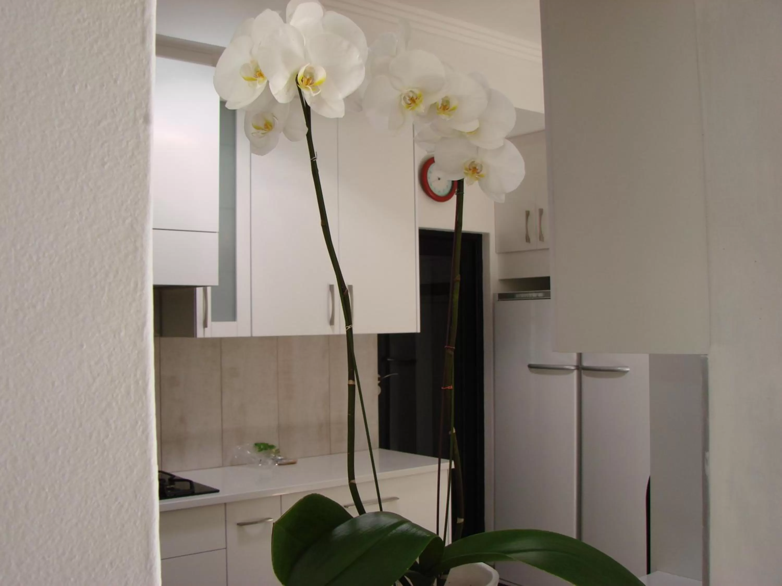 Dining area, Kitchen/Kitchenette in Jedidja Bed and Breakfast