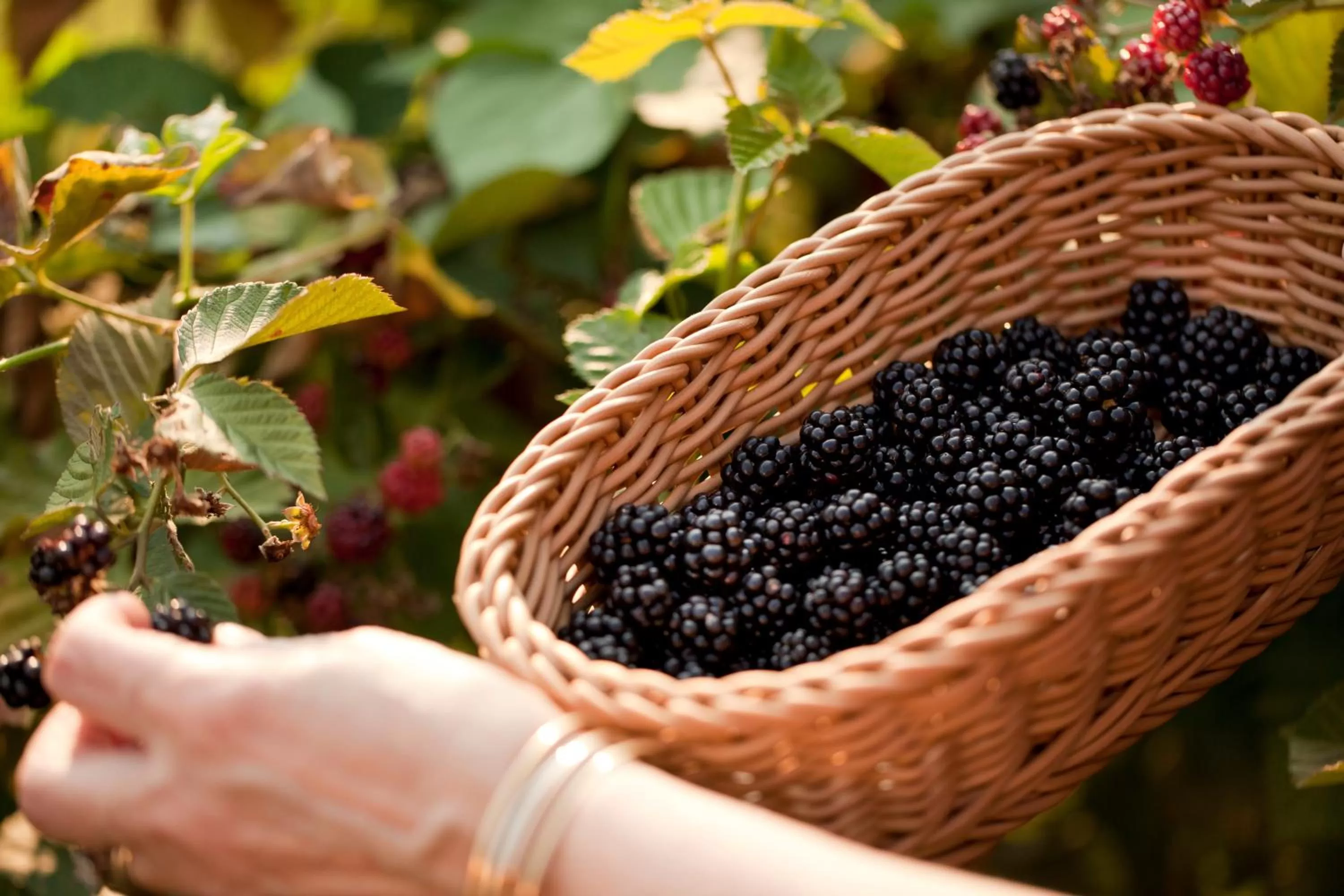 Garden in Brampton Bed and Breakfast Inn