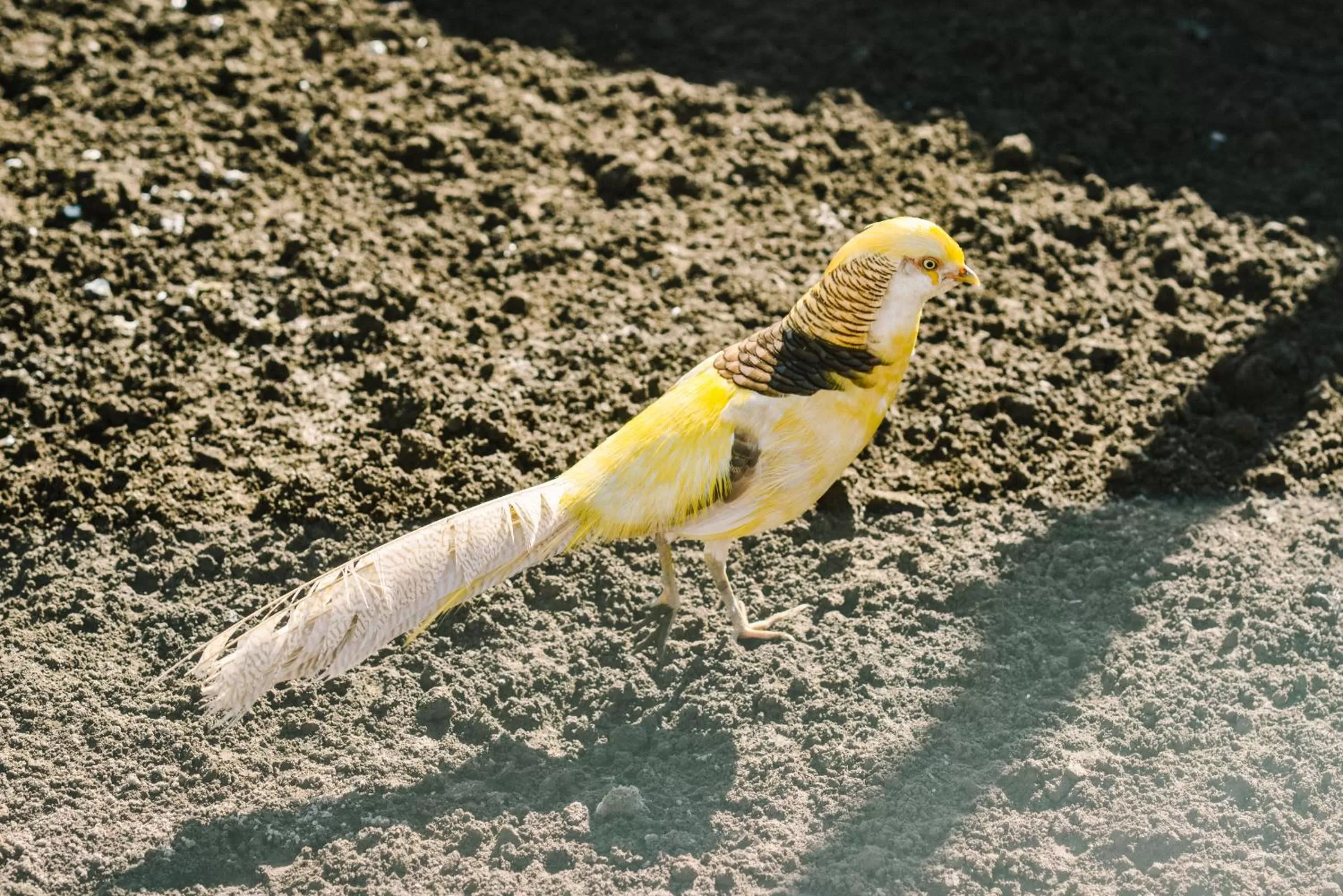 Animals in Resort & Winery Bosco De Medici