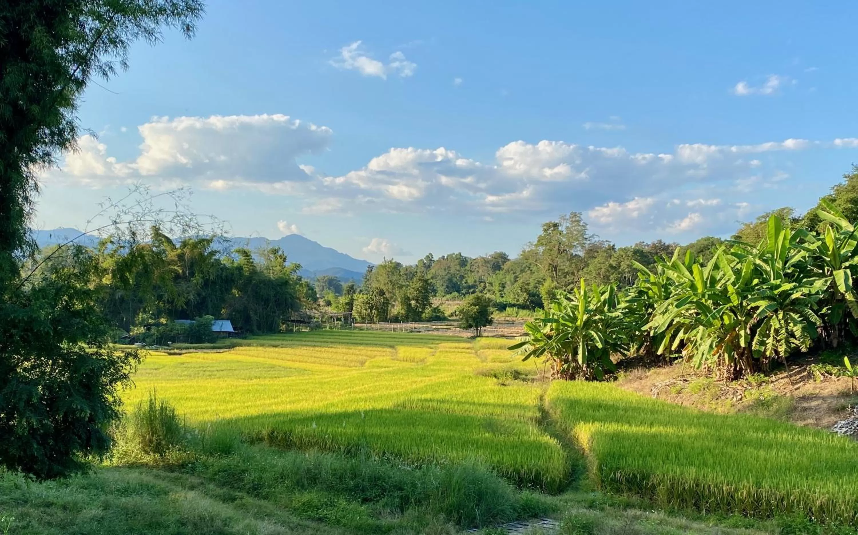 Neighbourhood in Pura Vida Pai Resort