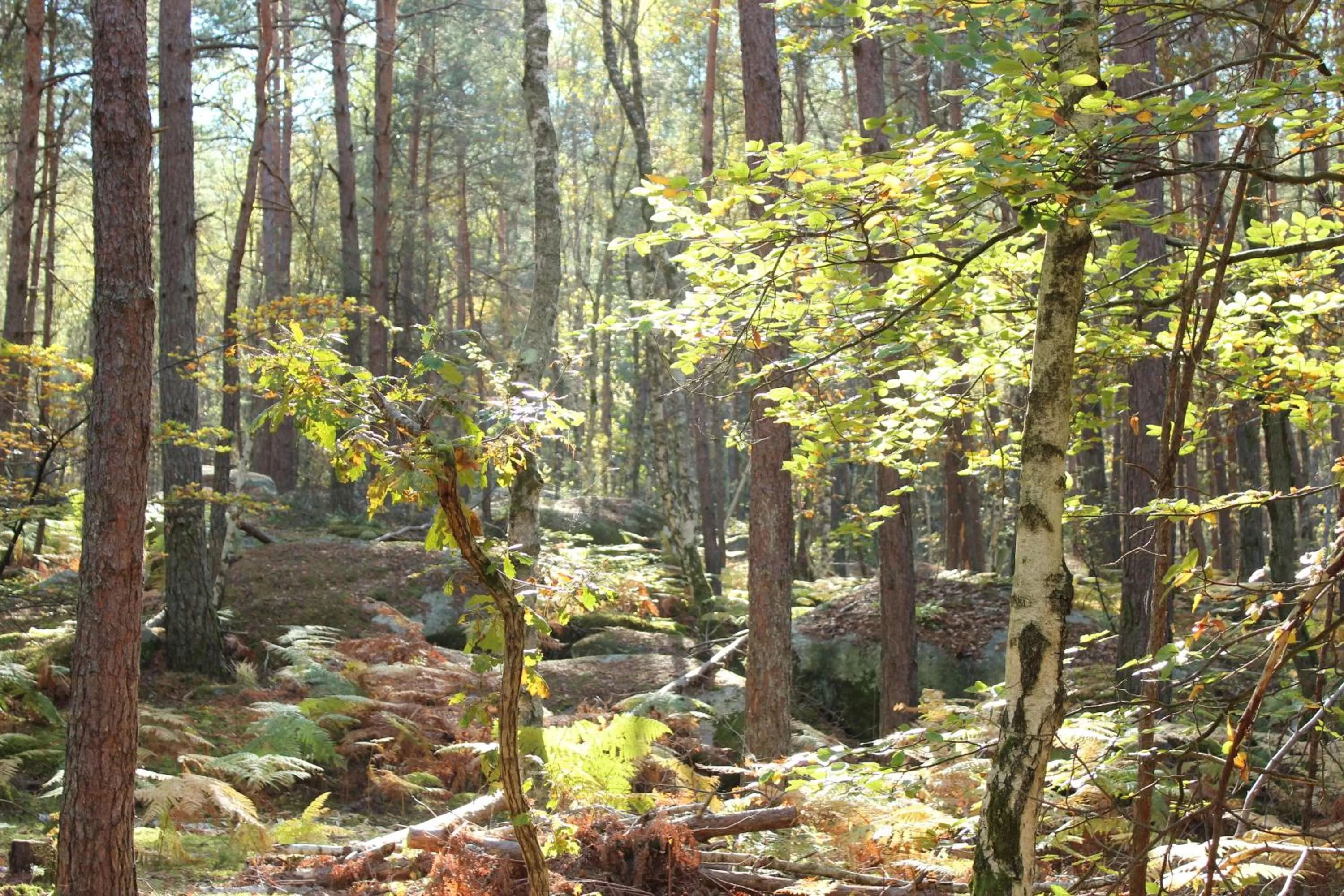 Natural landscape in Ma Gentilhommière