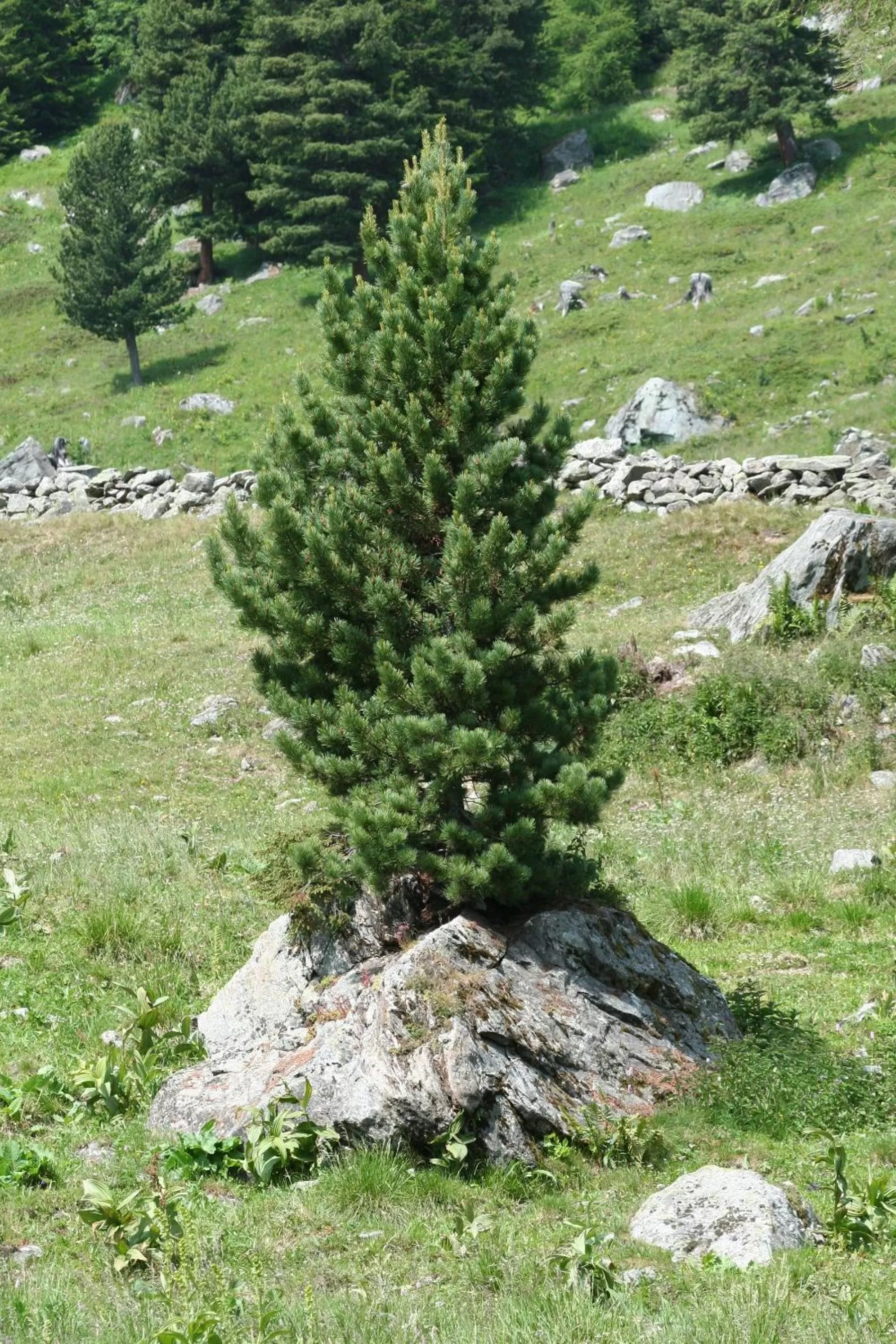 Summer in BnB Claudy et Elizabeth Michellod-Dutheil